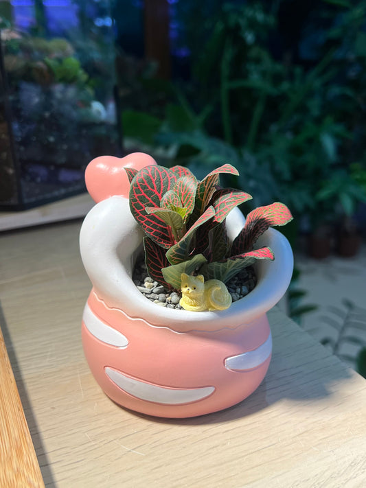 Fittonia in Lovely Heart Pot
