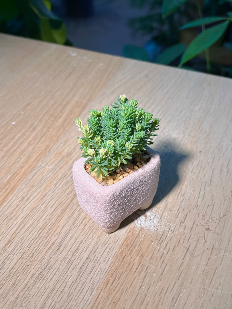 Gold Moss Sedum (ι»ιδΈεΉ΄θ) Sedum Acre in Pink Texture Ceramic Pot