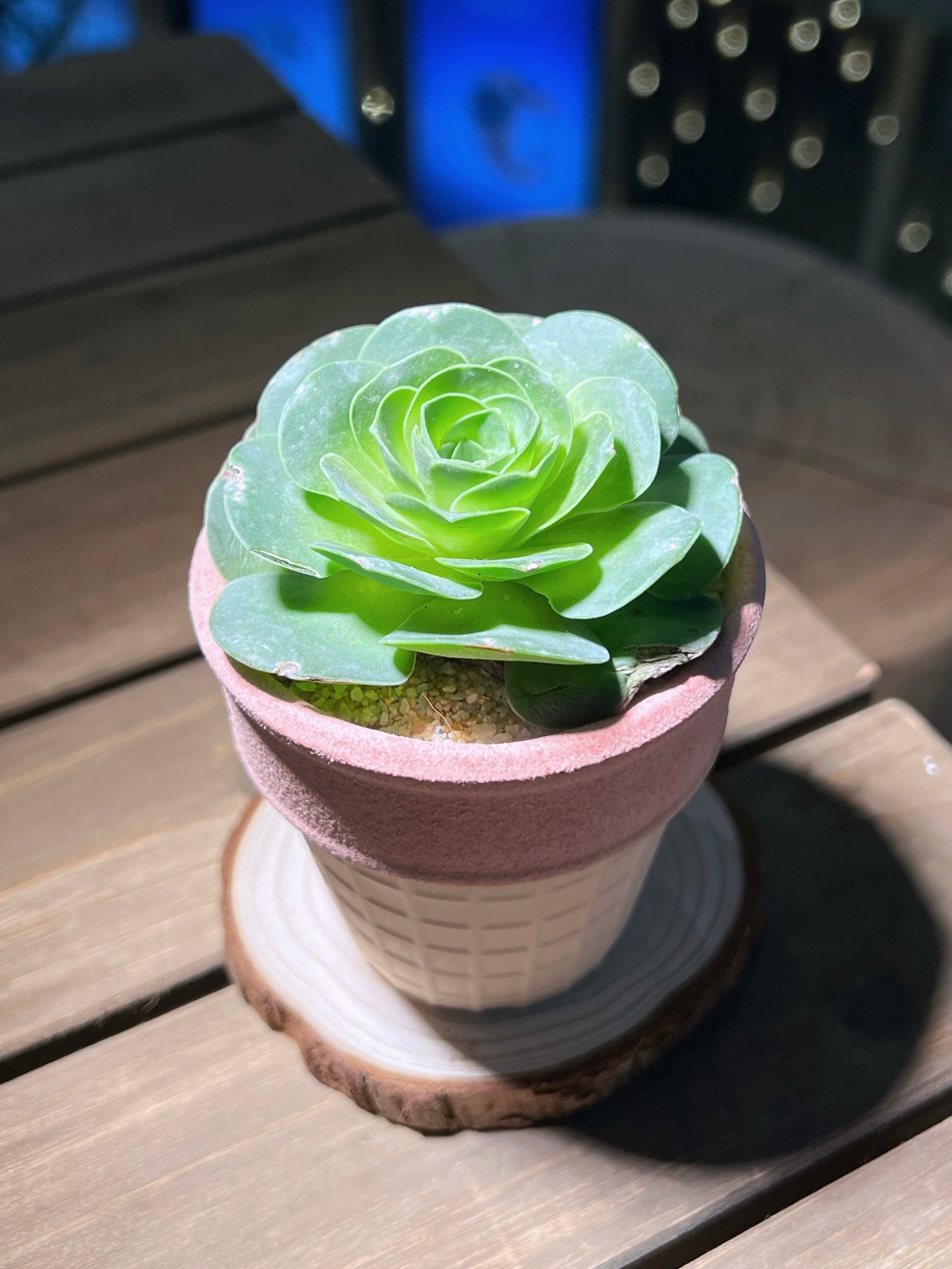 Mountain Rose in Pinkish Ice Cream Designed Pot