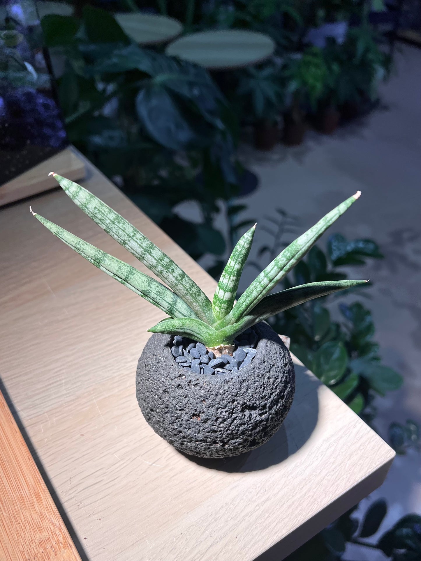 Starfish Snake Plant in Black Textured Pot