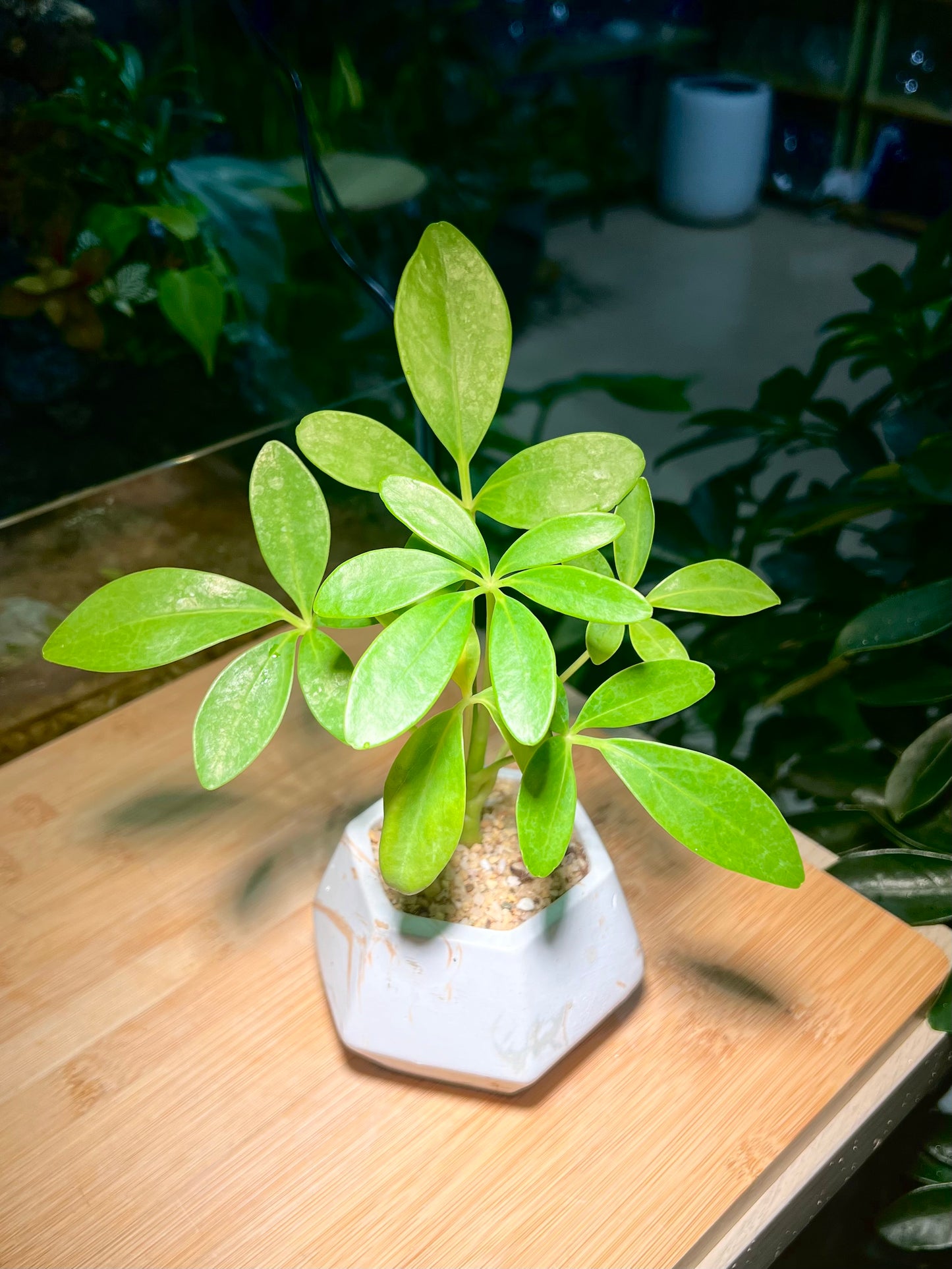 Dwarf Umbrella Plant in Hexagon Ceramic Pot