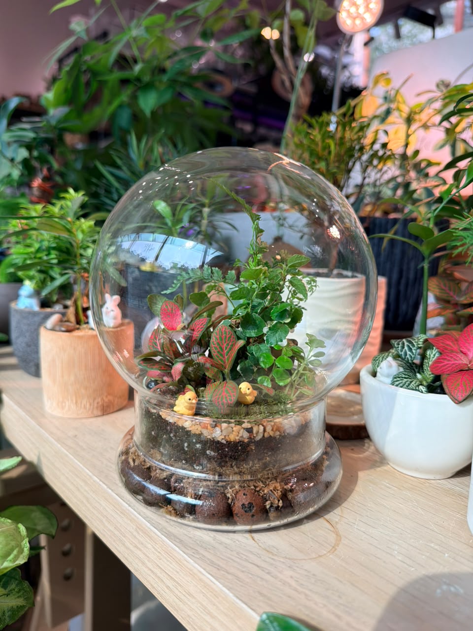 Indoor Plant Arrangement Pumila & Fittonia & Fern (θθ & η½ηΊΉθ & θ¨η±») in Clear Dome Glass