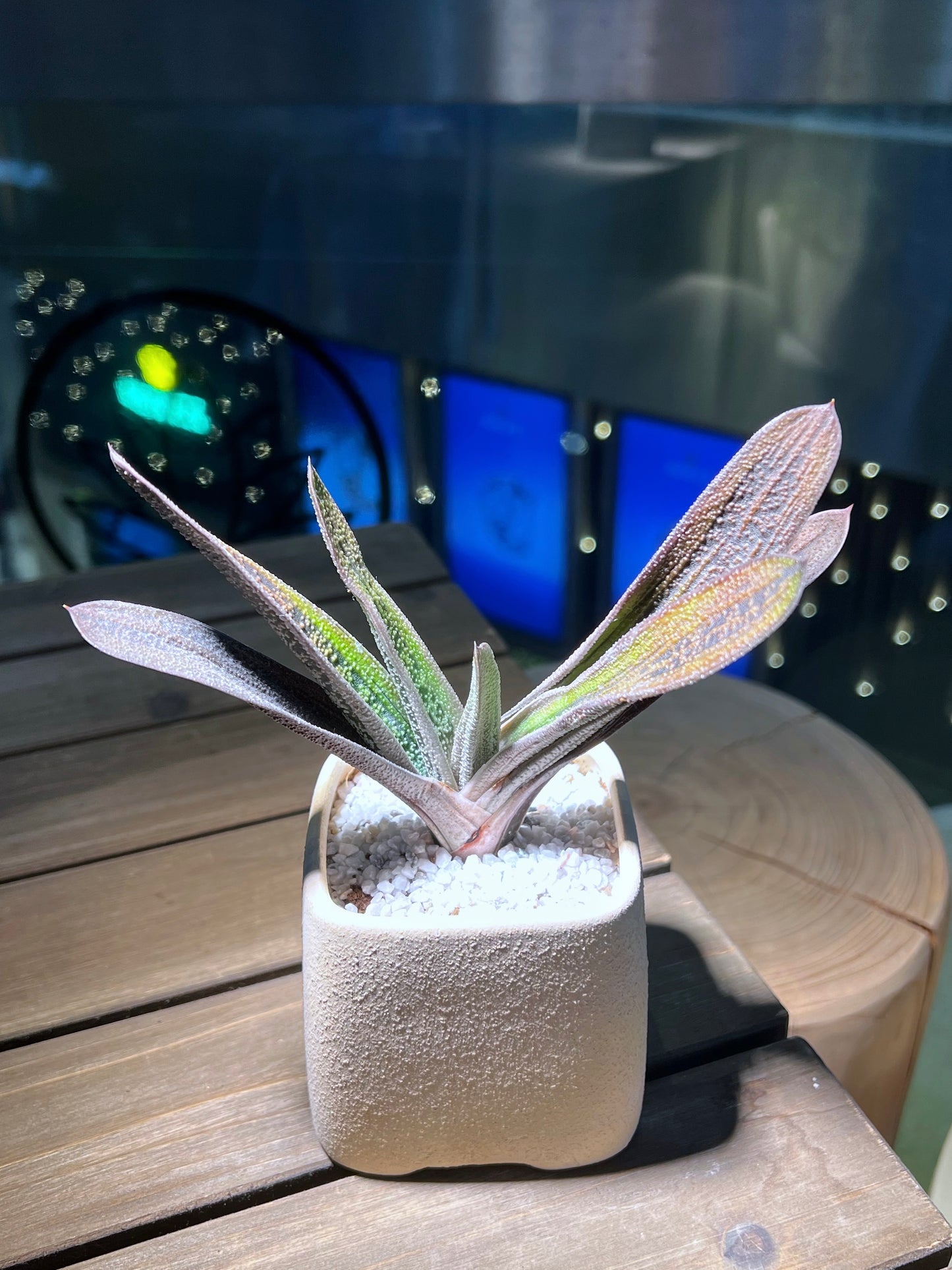 Gasteria Batesiana in Matt Sqaure Ceramic Pot