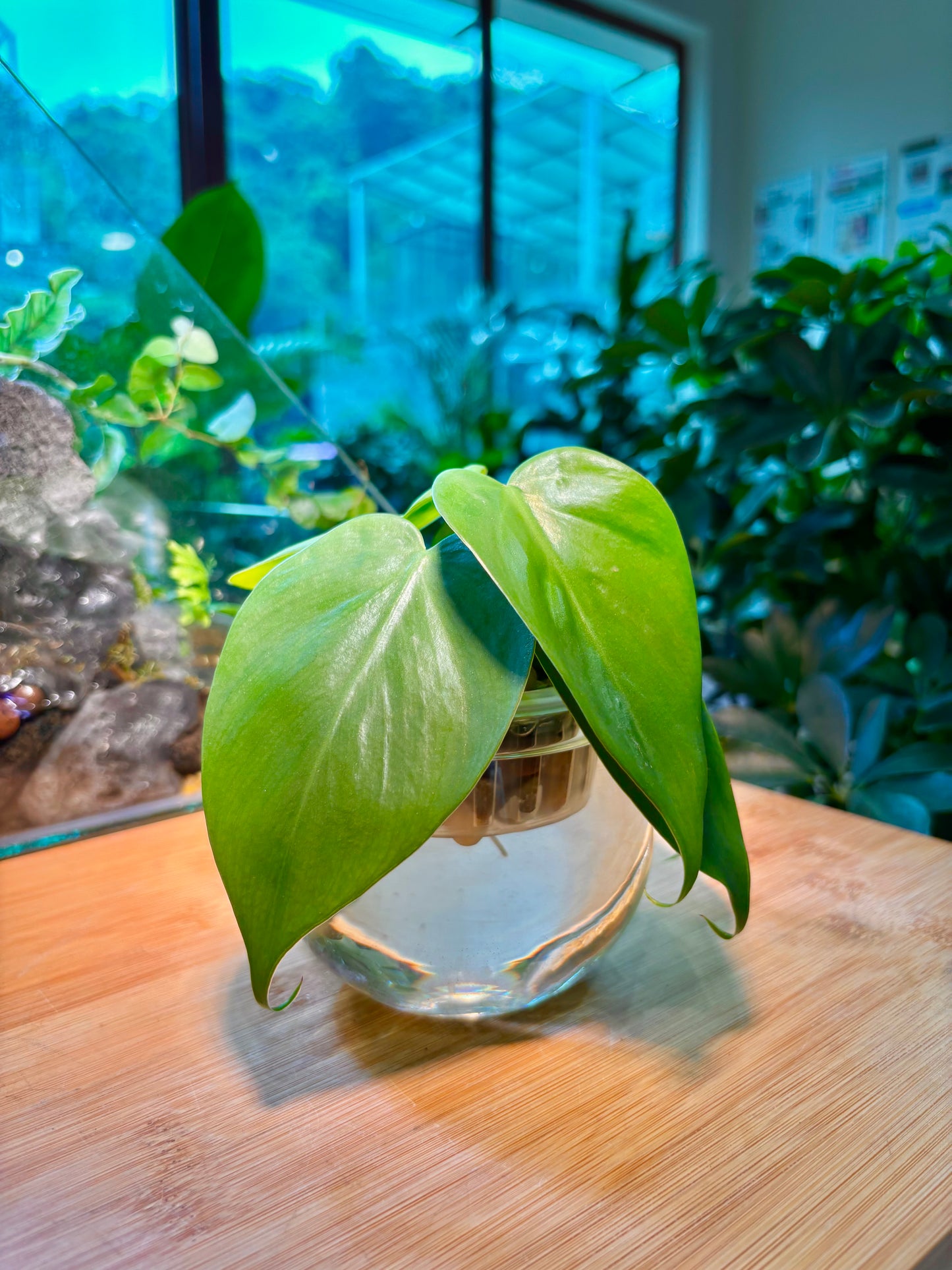 Philodendron Hederaceum in Round Water Based Glass