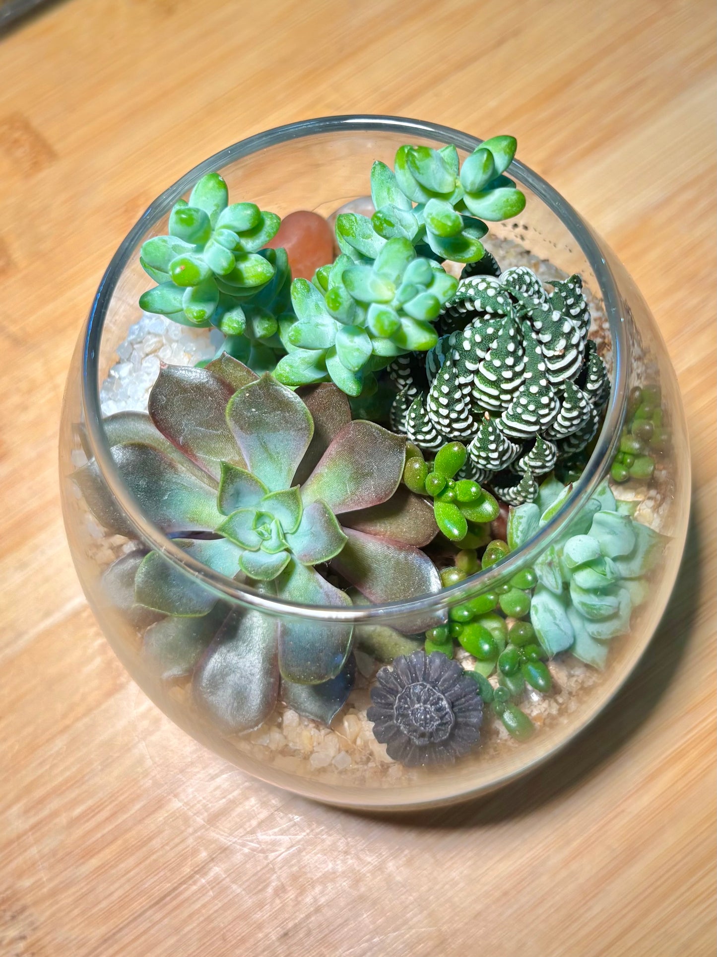 Succulent Arrangement in Muji Glass with Wooden Base
