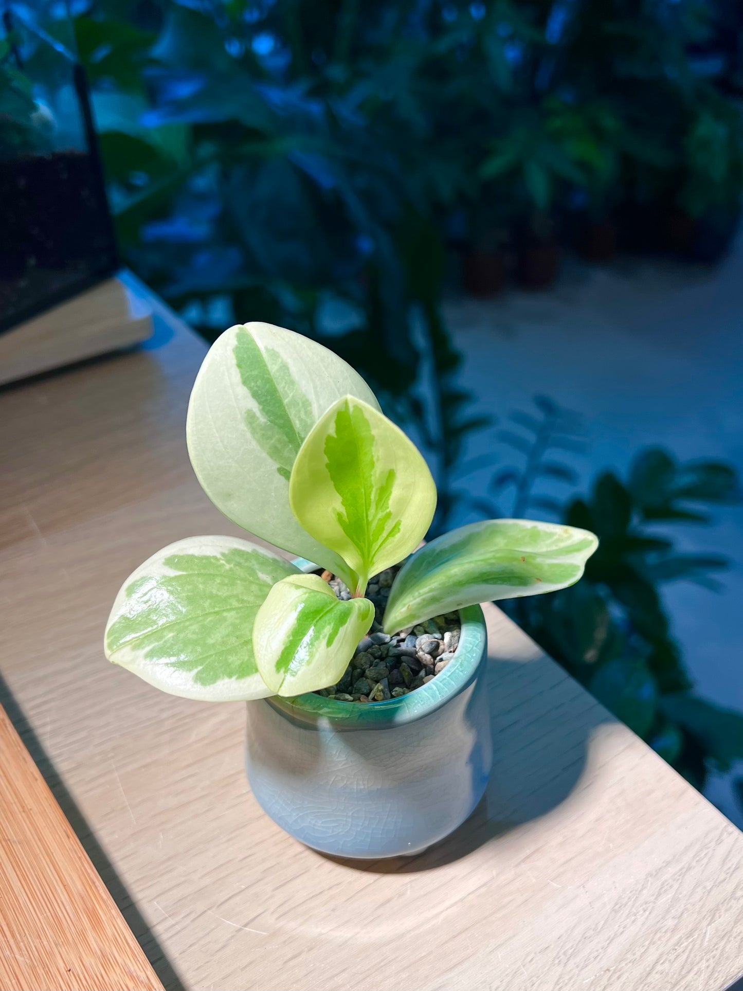 Pothos Njoy in Light Blue Ceramic Pot