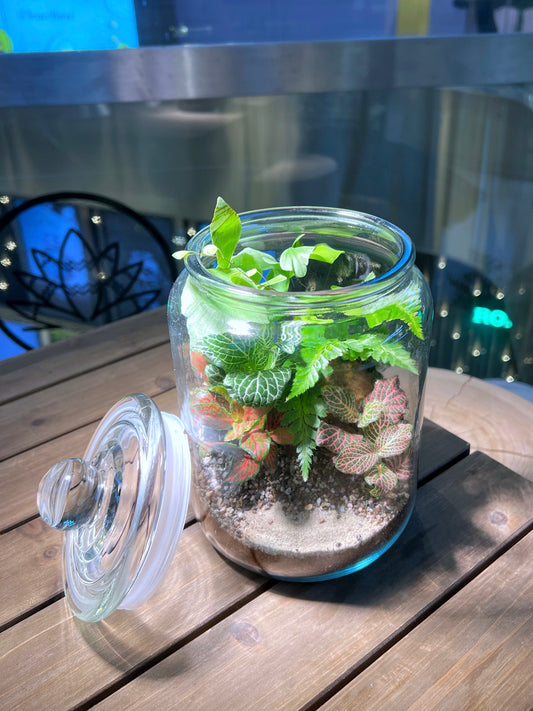 Fittonia & Fern Arrangement in Terrarium Jar (XL)