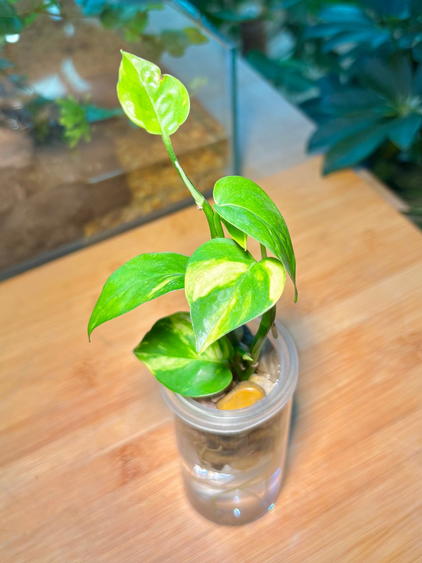 Epipremnum Aureum in Long Water Based Glass