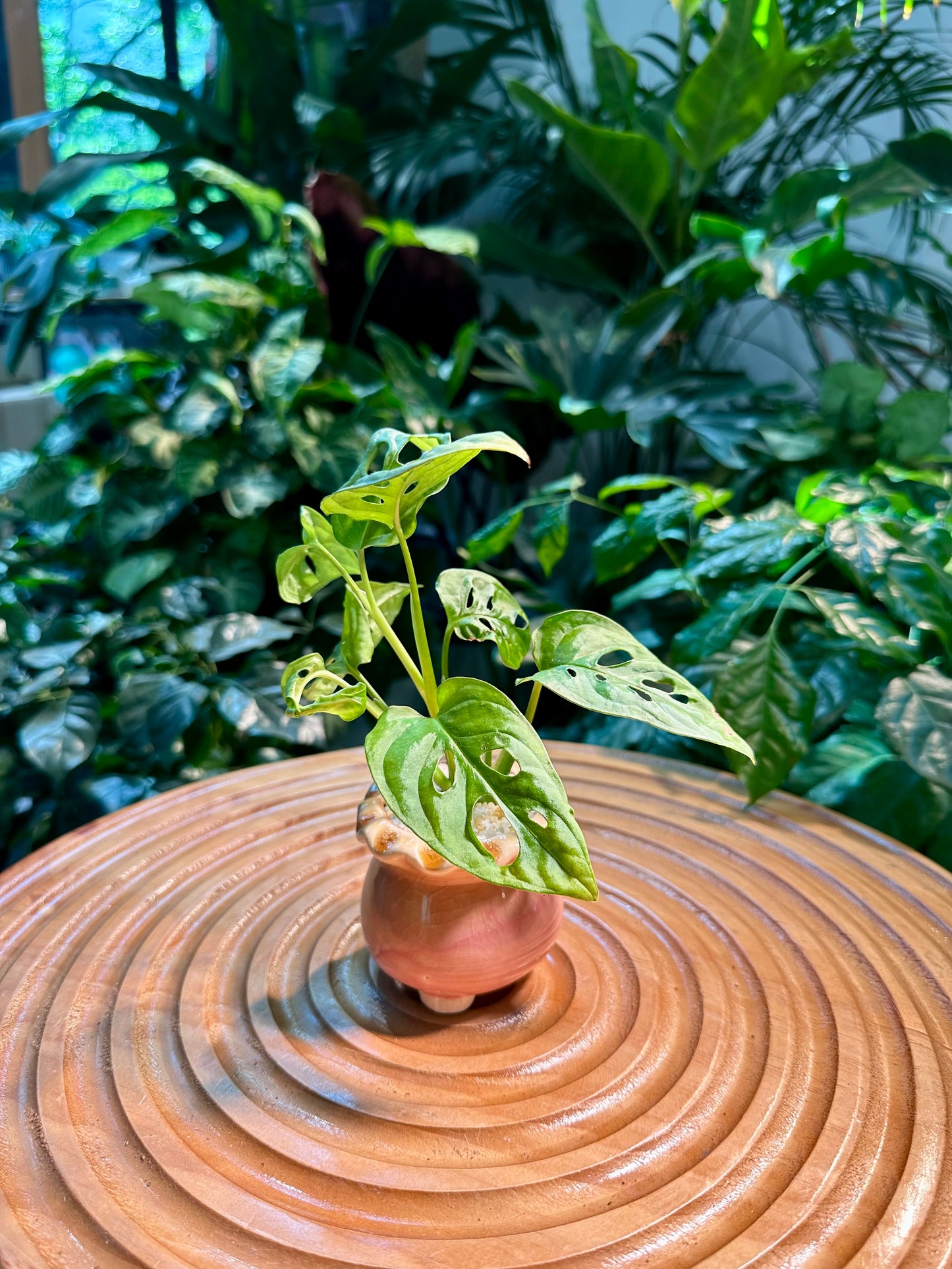 Monstera Adansonii in Pink Designer Pot