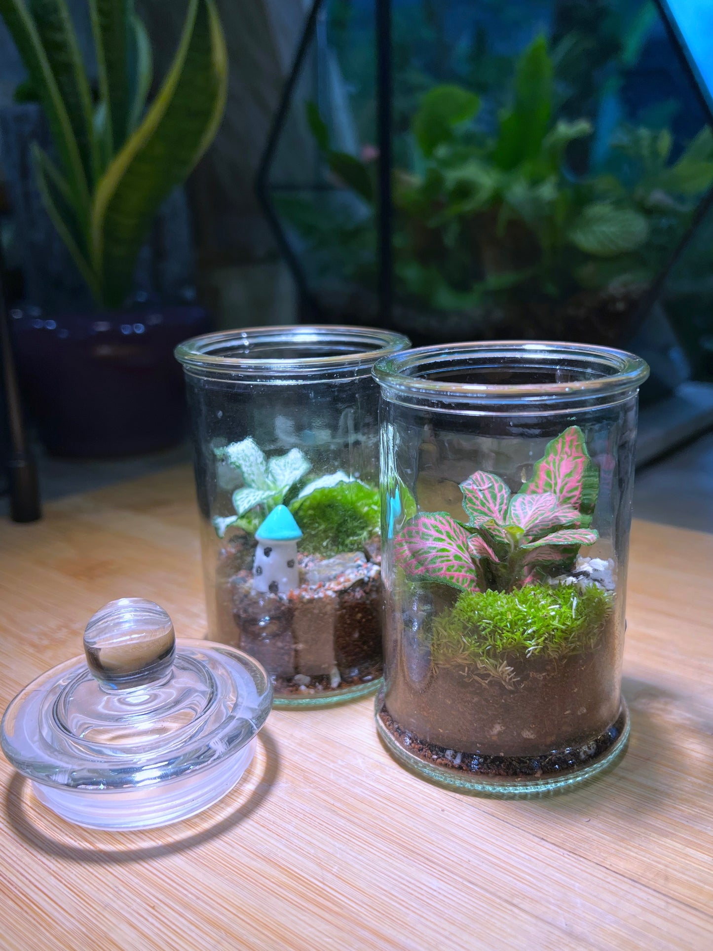 Fittonia with Moss Arrangement in Terrarium Jar (S)