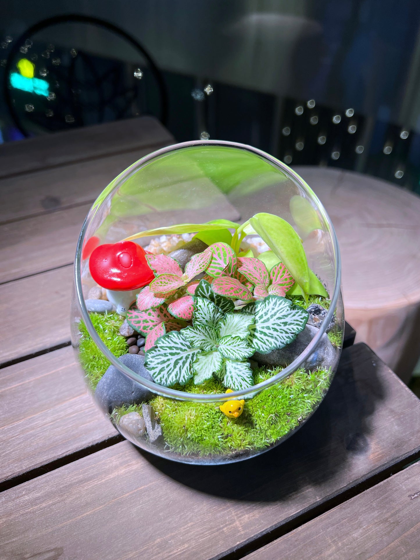 Fittonia with Moss Arrangement in Slanted Glass