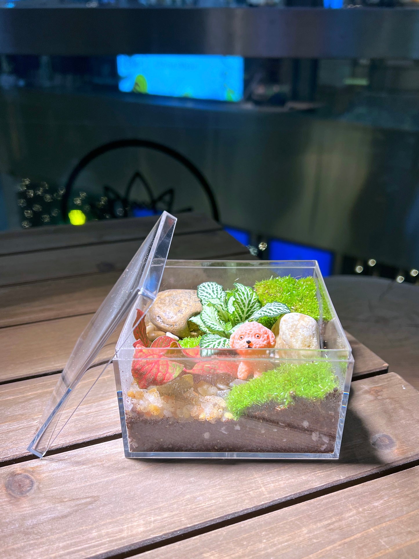 Indoor Plant Arrangement in Arcylic Terrarium