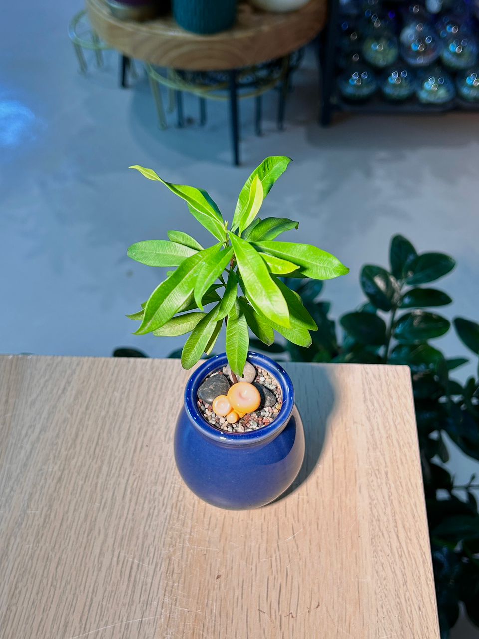 Buddhist Pine (η½ζ±ζΎ) Podocarpus Macrophyllus in Blue Glazed Ceramic Pot