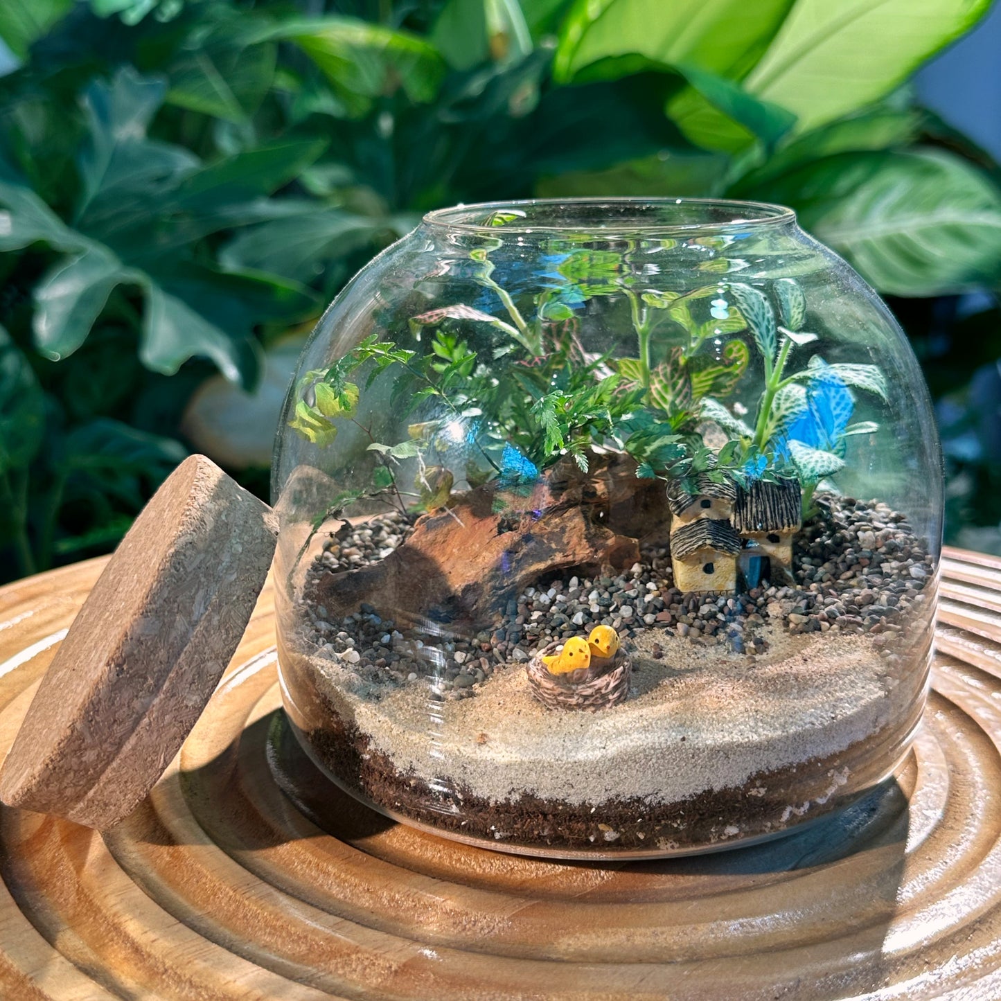 Fittonia & Fern Arrangement in Cover Jar Glass