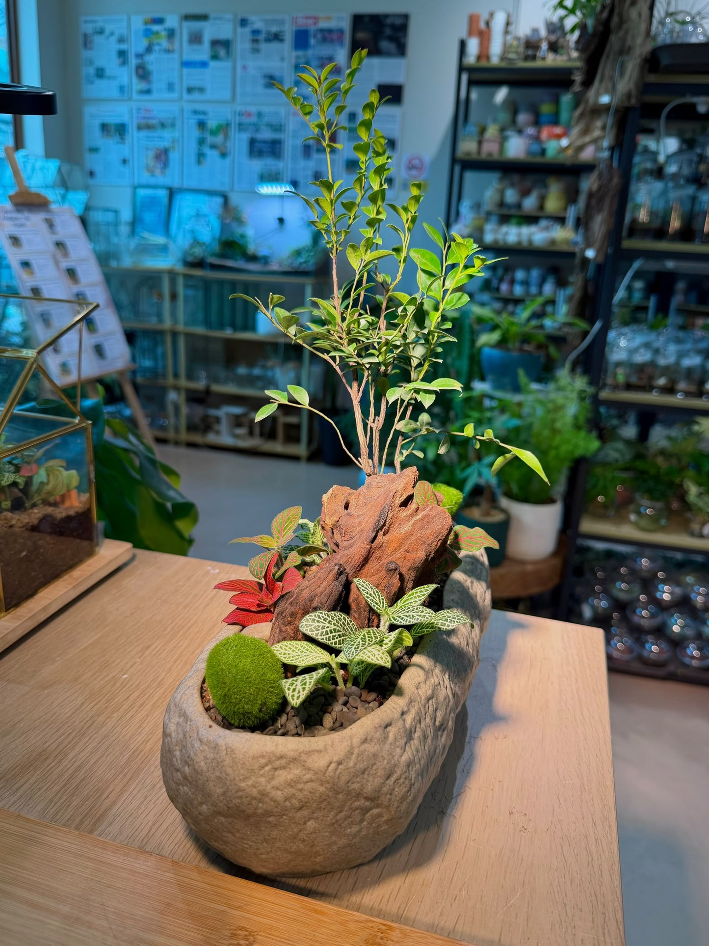 Indoor Plant Arrangement Diospyros Buxifolia & Fittonia Bonsai (ι»ζ¨εΆζΏ & η½ηΊΉθ) in Faux Stone Pot