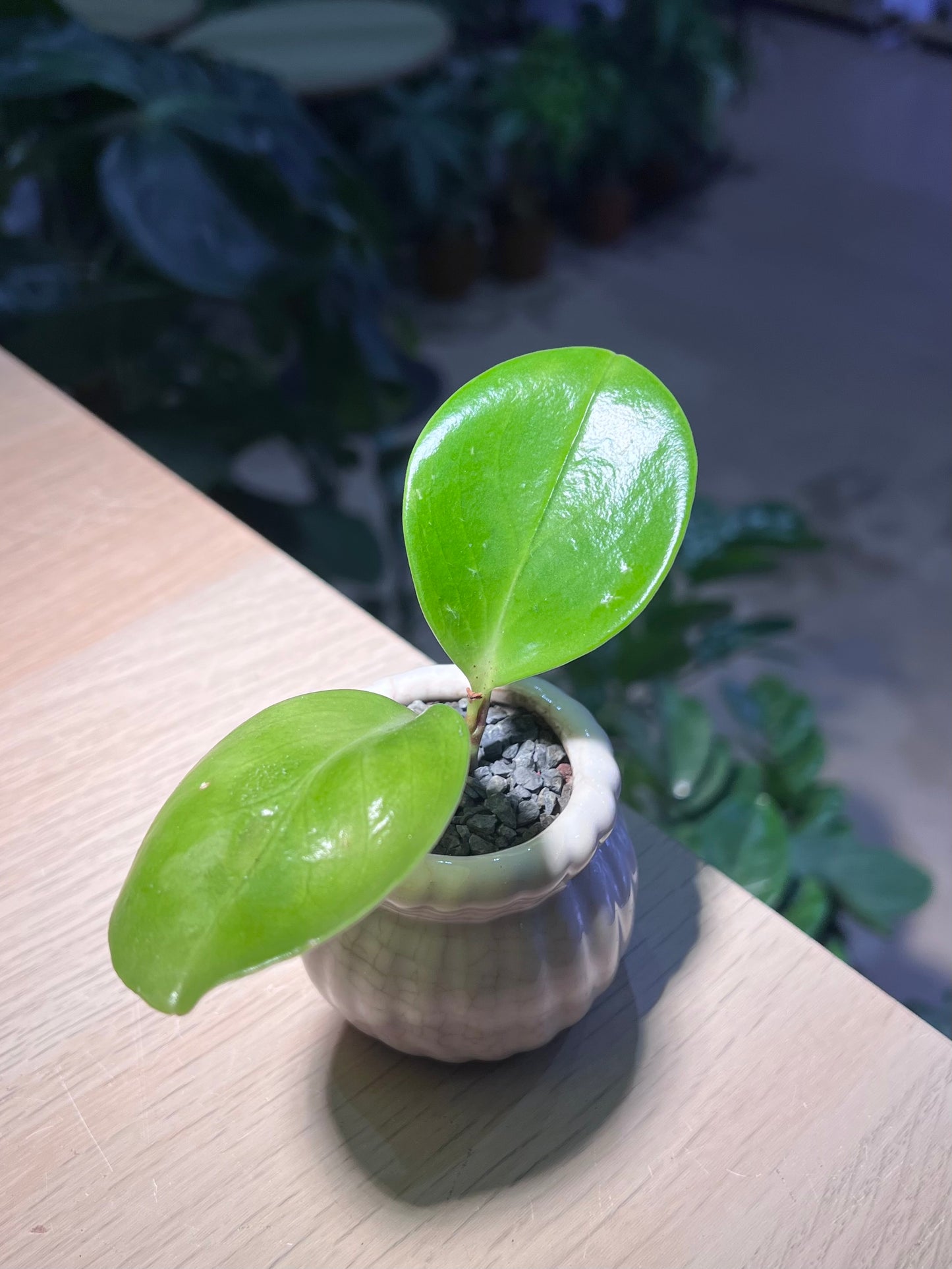 Peperomia in Petal Edge Ceramic Pot