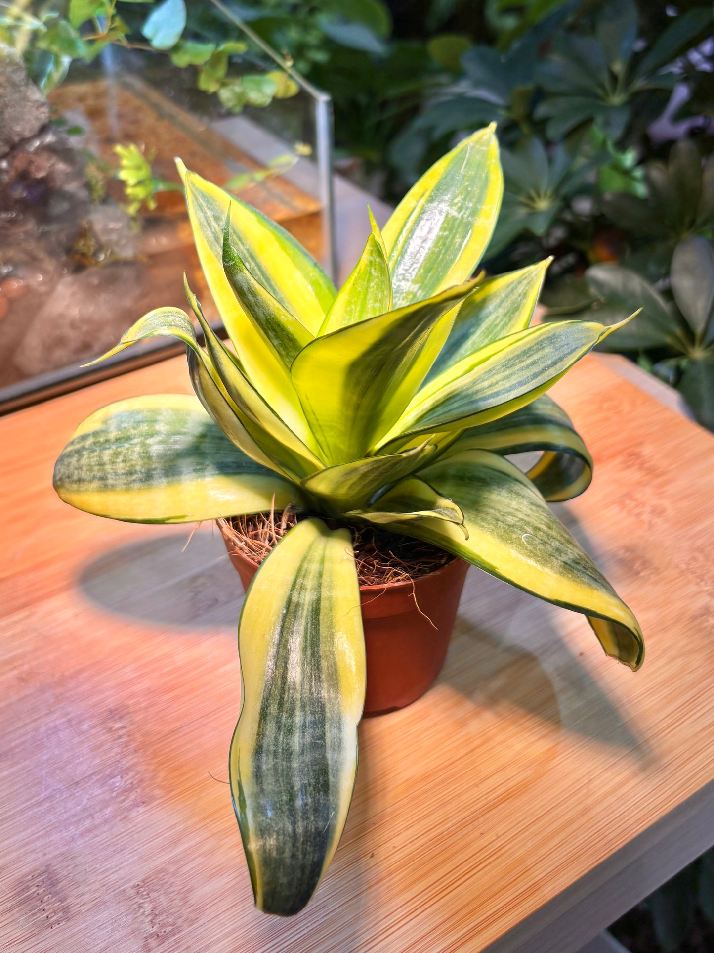 Dracaena Trifasciata in Plastic Pot