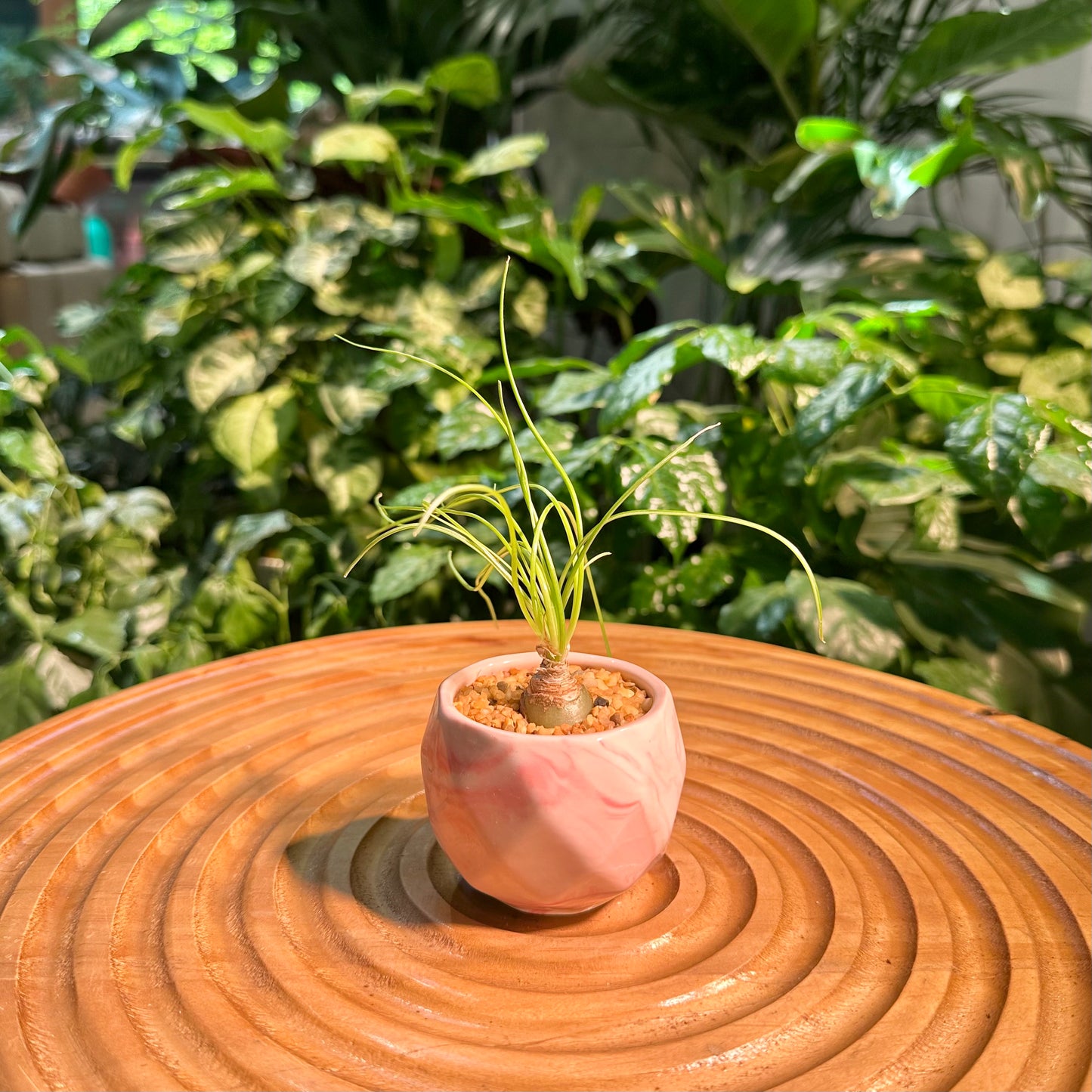 Albuca Humilis in Designer Pot