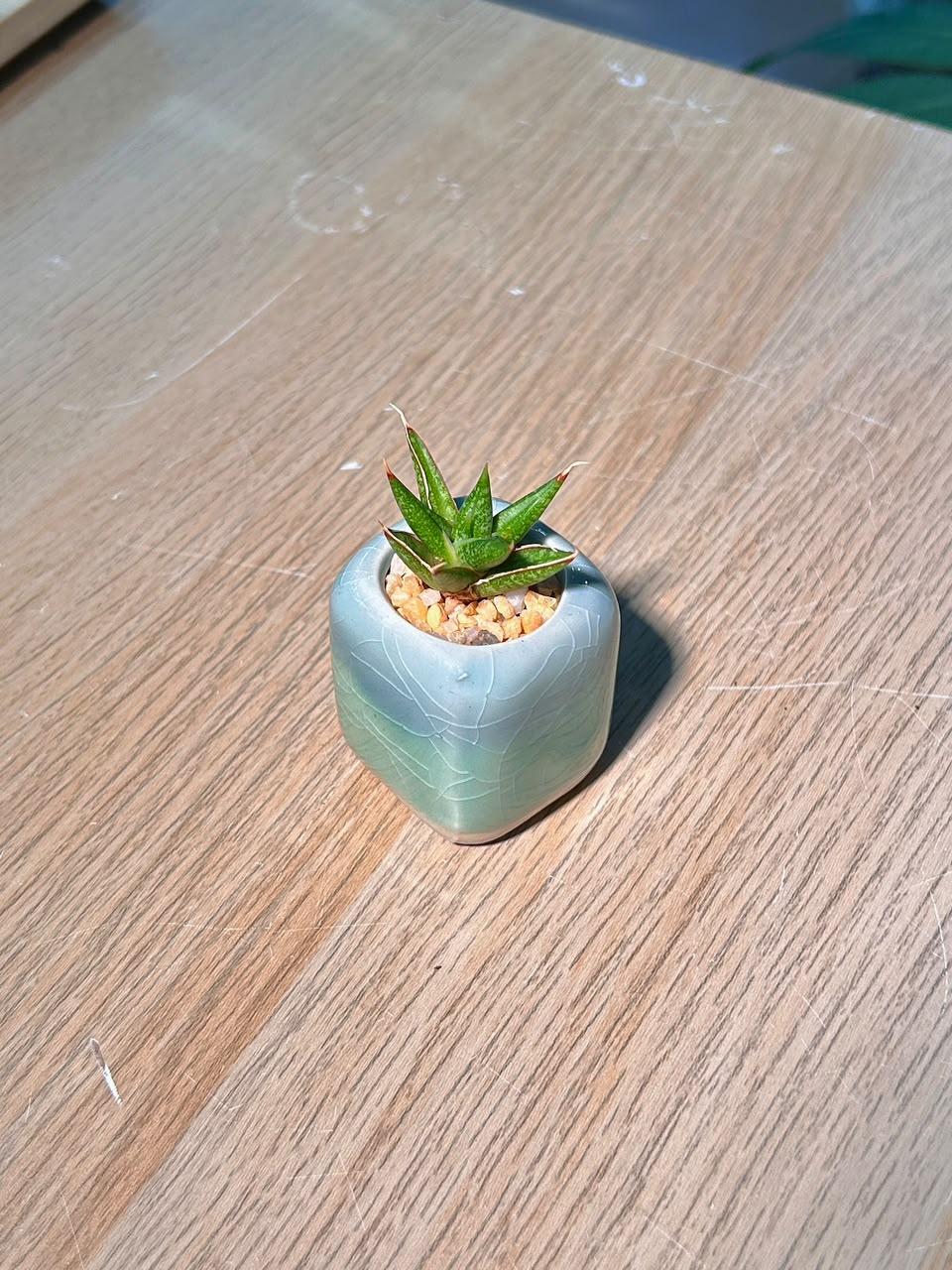 Haworthia (εδΊε·) Haworthia Limifolia in Glazed Ceramic Pot