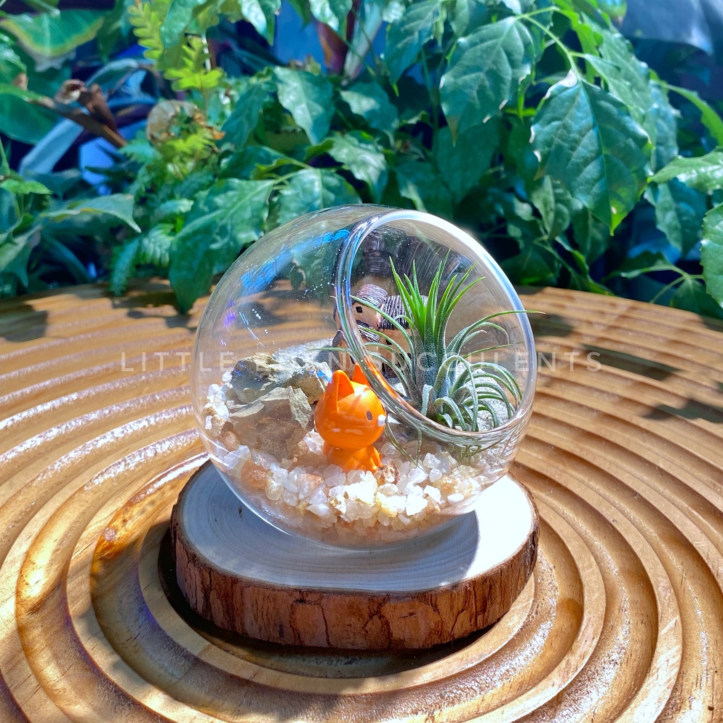 Airplant in Small Round Glass Terrarium