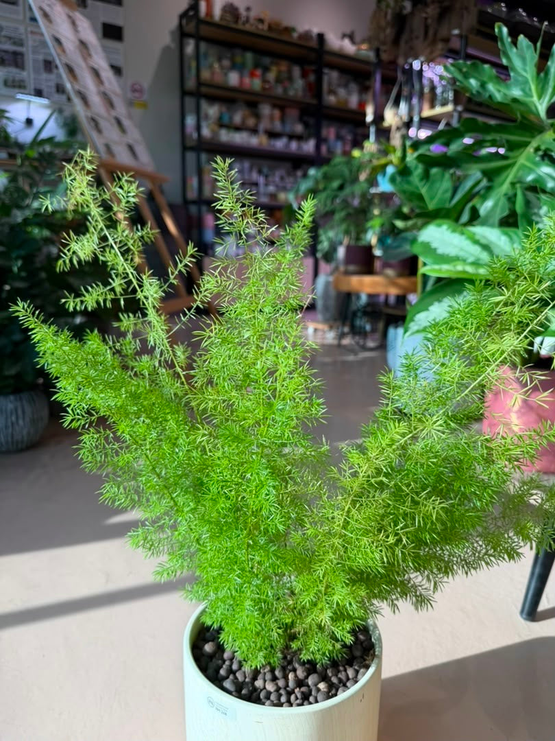 Asparagus Setaceus in Light Yellowish Claypot