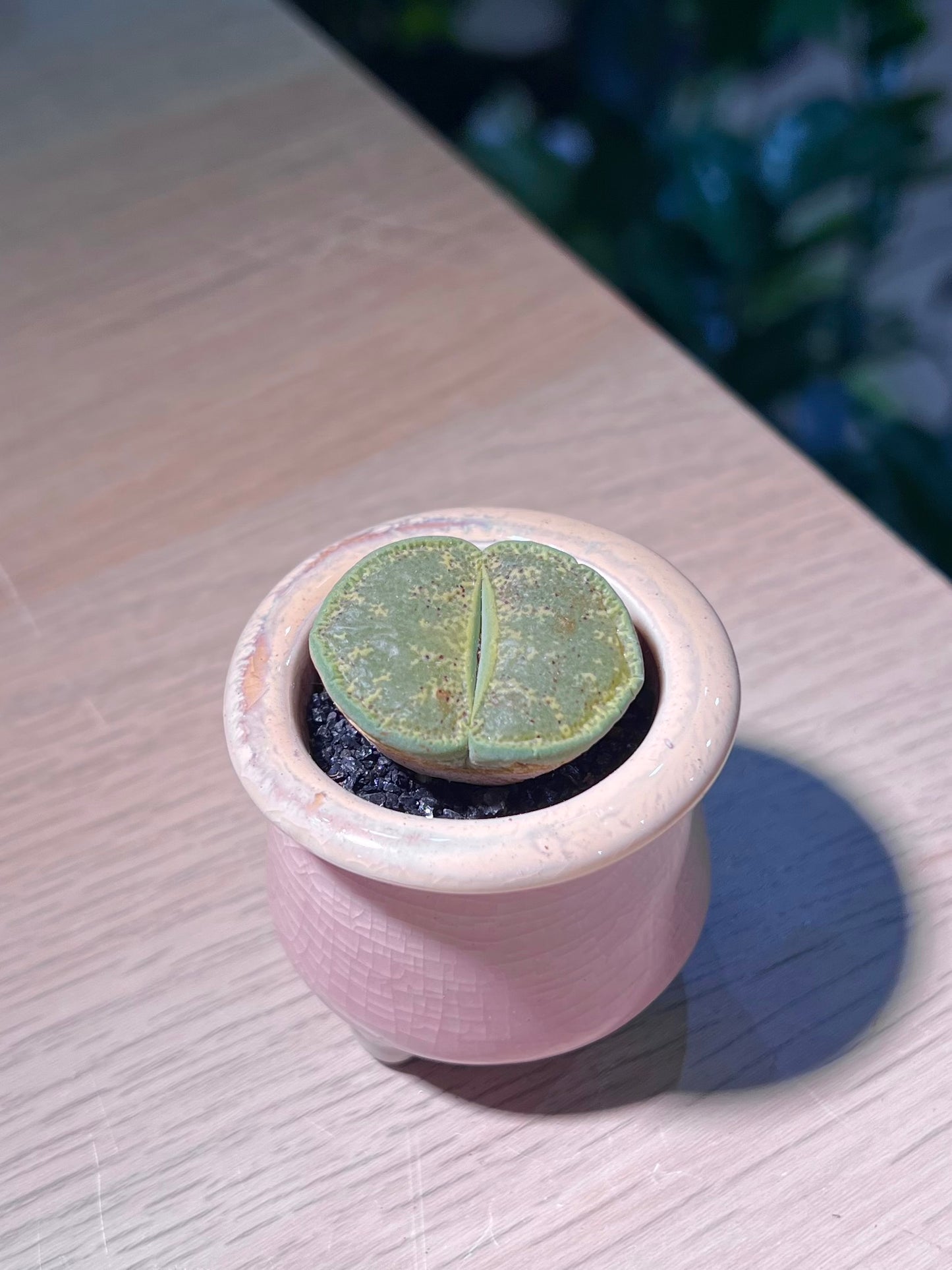 Lithop (生石花) in Pinkish Ceramic Pot