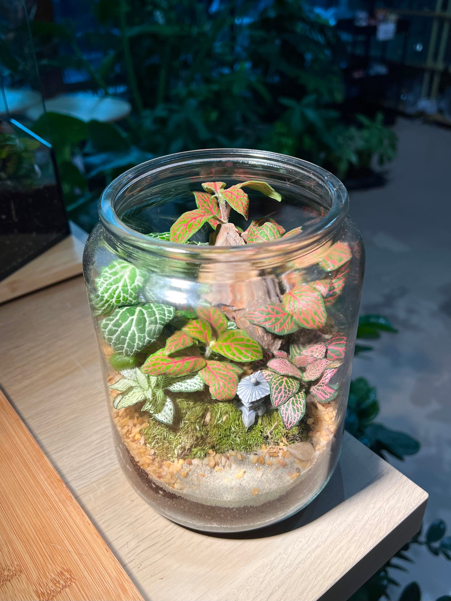 Fittonia with Moss Arrangement in Terrarium Jar (2L)