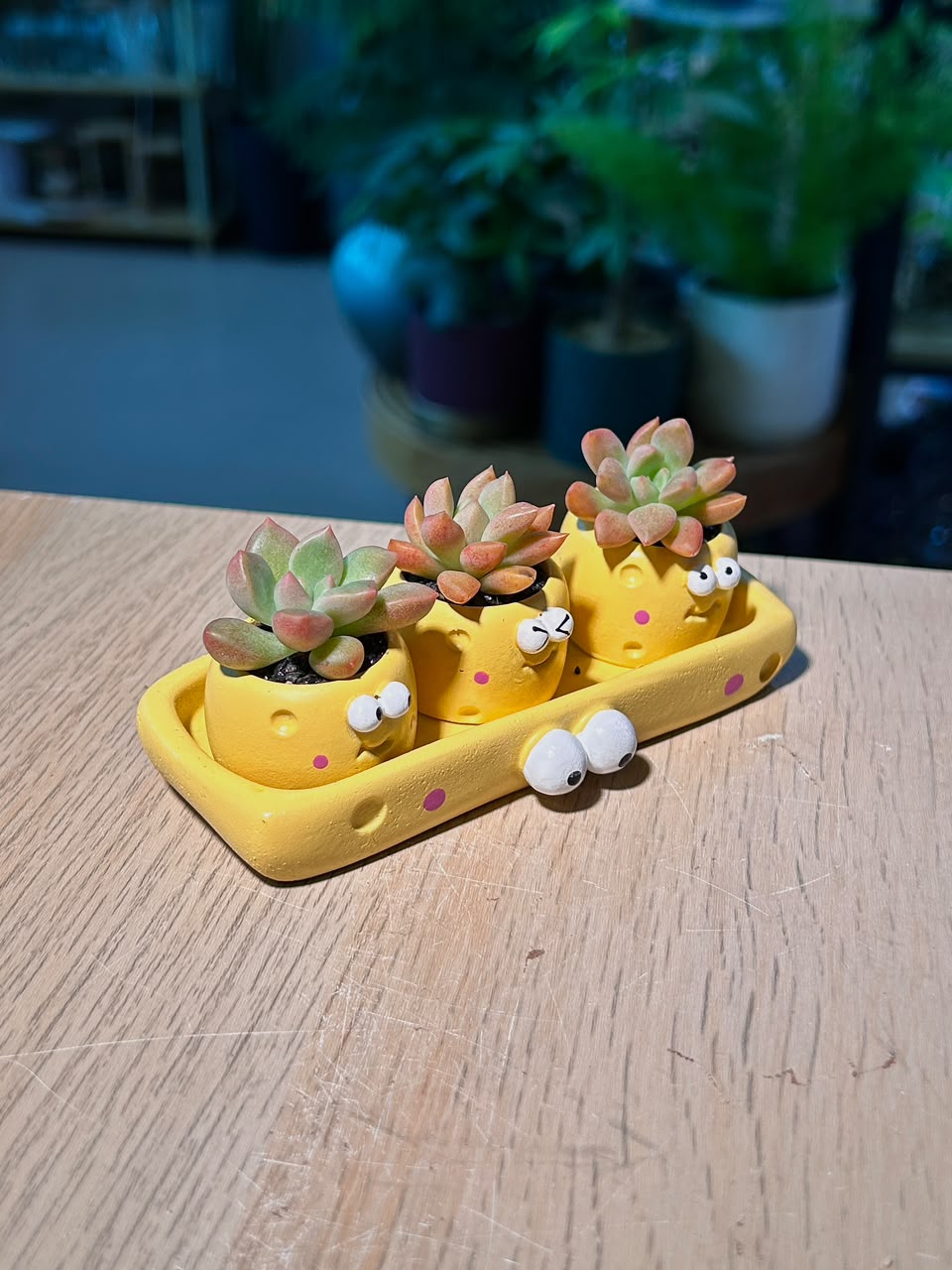Graptosedum California Sunset (ε ε·ε€ι³) in a Cute Cartoon Matte Pot Set