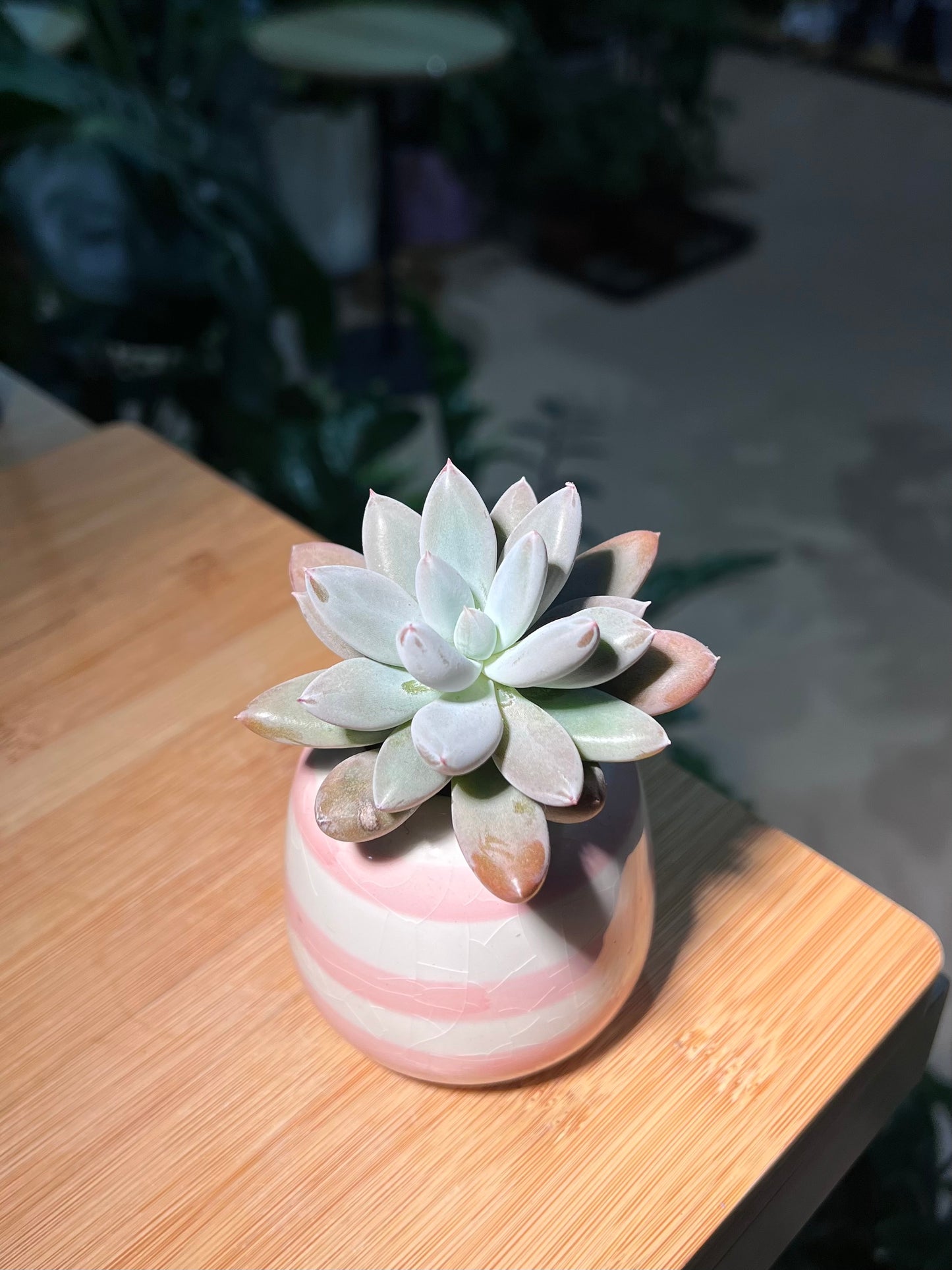 Graptoveria 'Opalina' in Bicolor Layer Ceramic Pot