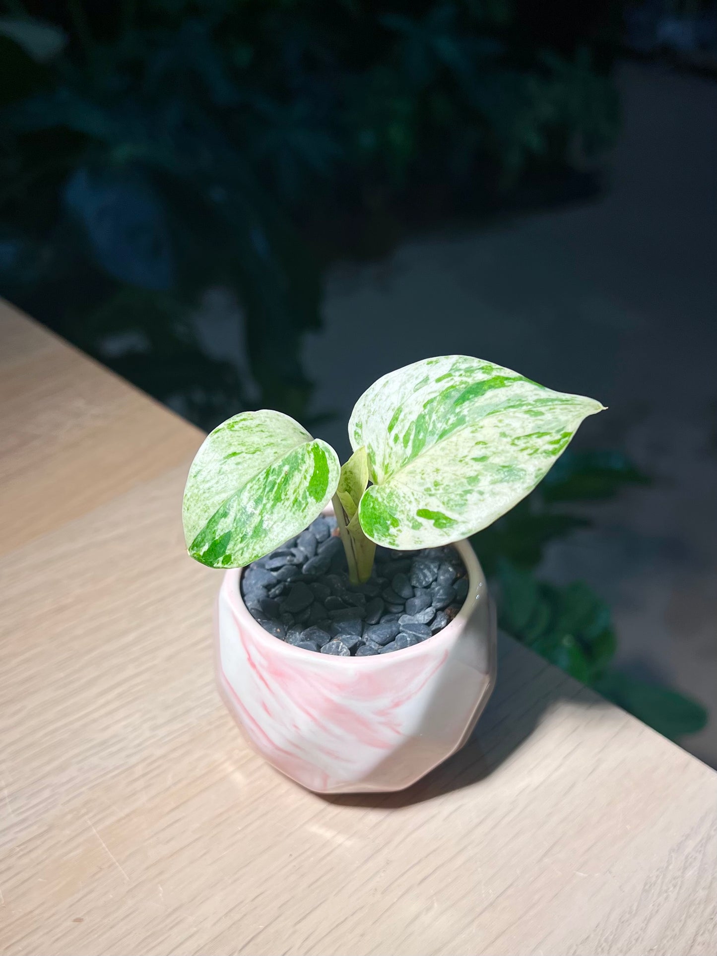 Pothos Marble Queen in Marble Ceramic Pot