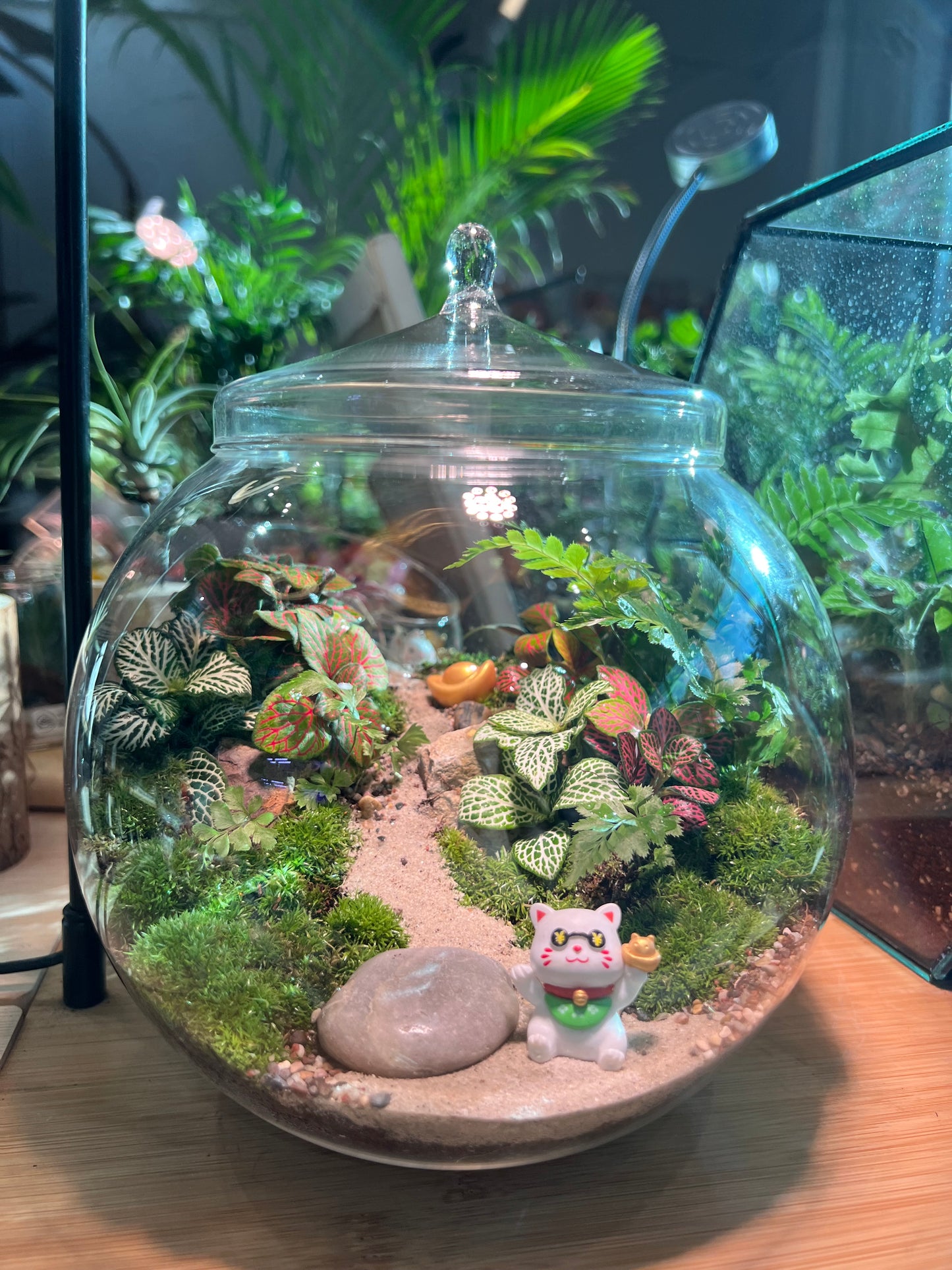 Indoor Plant Terrarium in Fishbowl with Lid