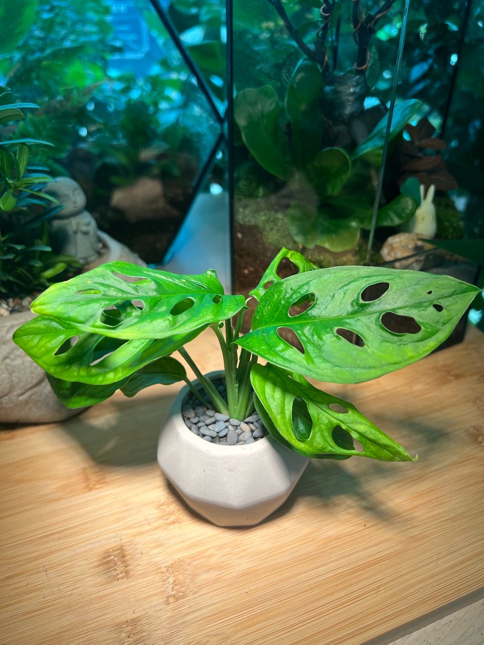 Monstera Deliciosa in Light Grey Ceramic Pot