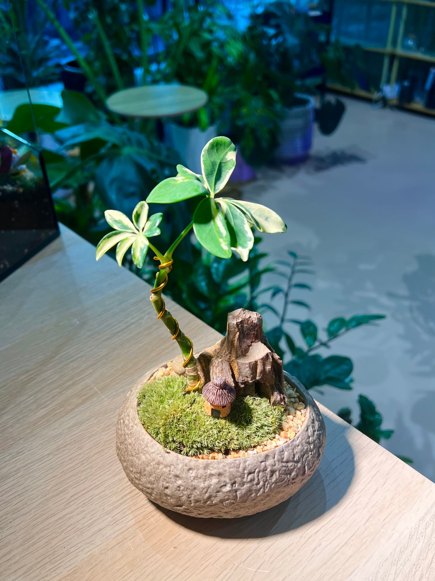Variegated Schefflera with Moss Arrangement in Round Stone Pot