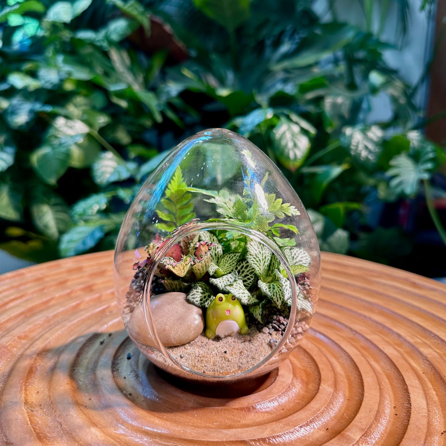 Fittonia & Fern Arrangement in Eggette Glass Terrarium(S)