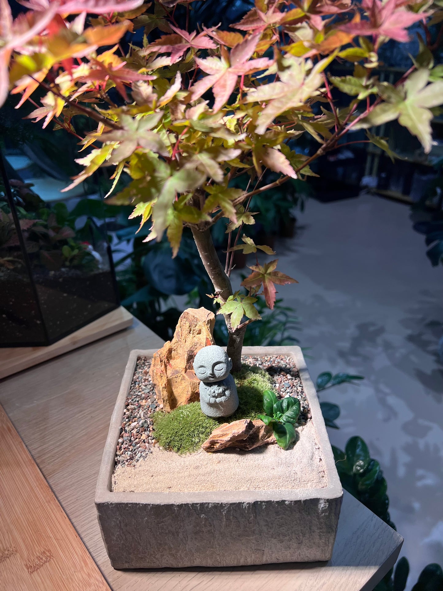 Japanese Maple Tree with Moss Arrangement in Square Concrete Pot
