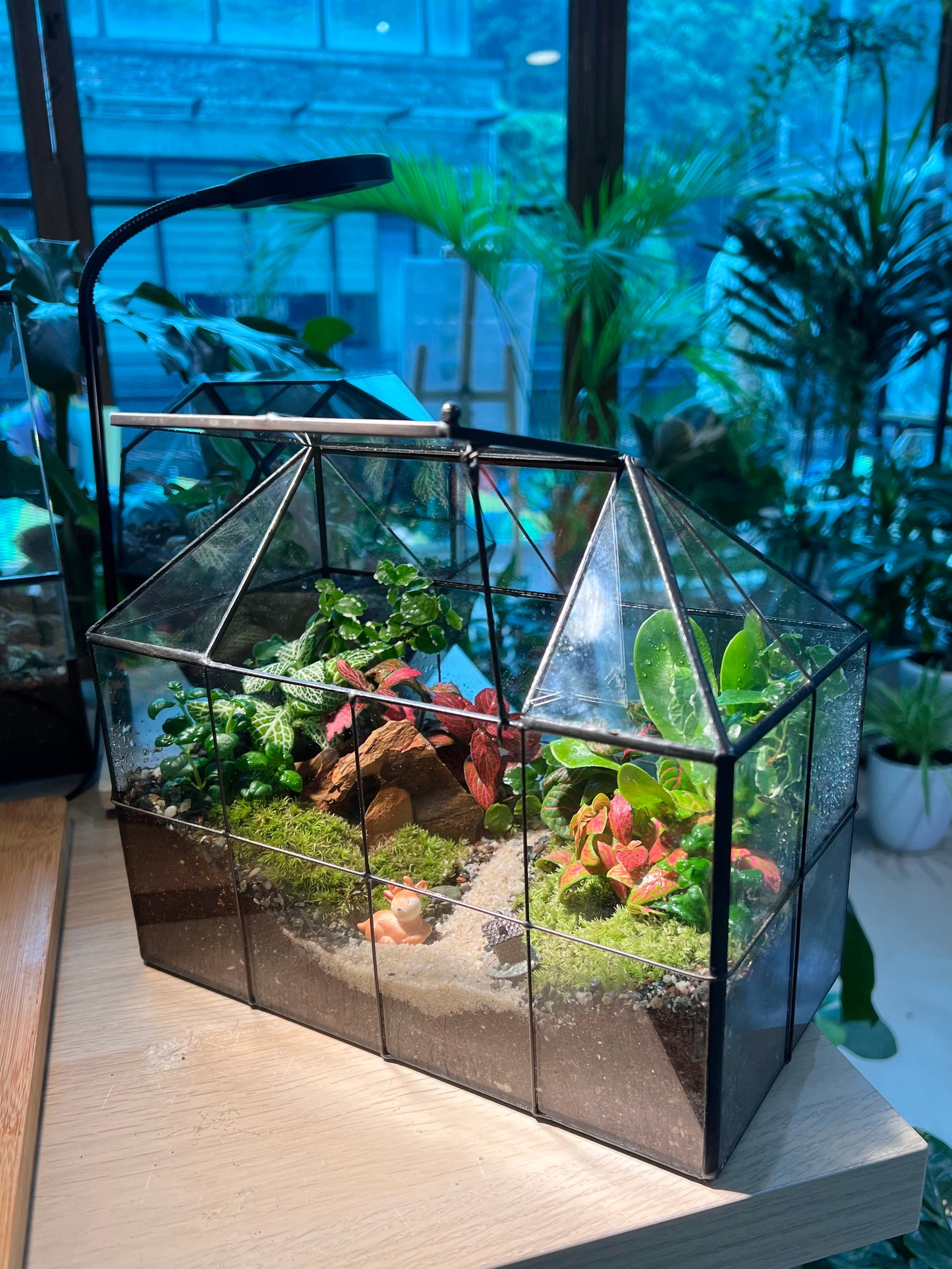 Fittonia, Fern with Moss (Indoor Plant) Arrangement in Black Grid House Terrarium