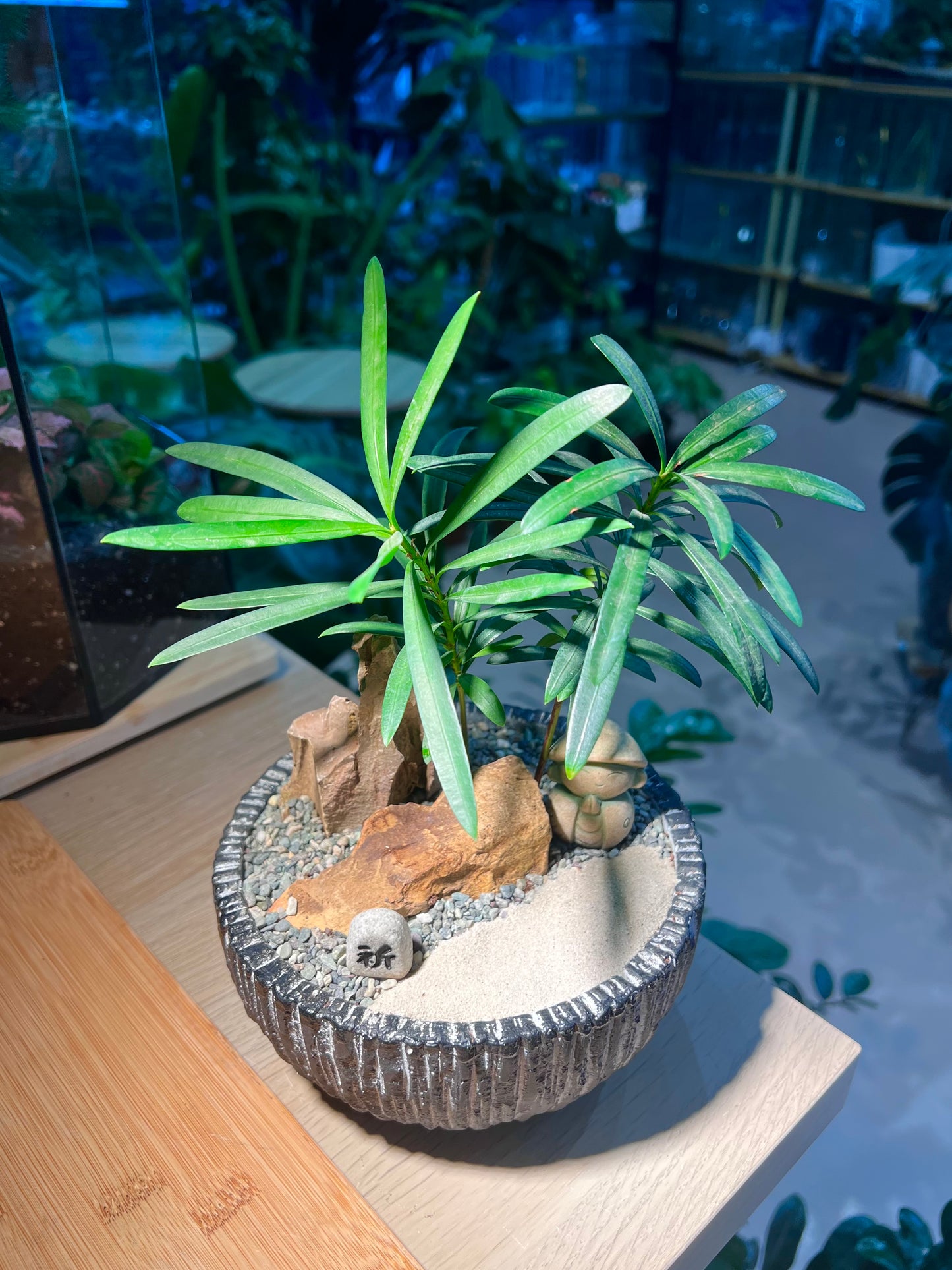 Podocarpus (罗汉松) in Matt Textured Ceramic Pot