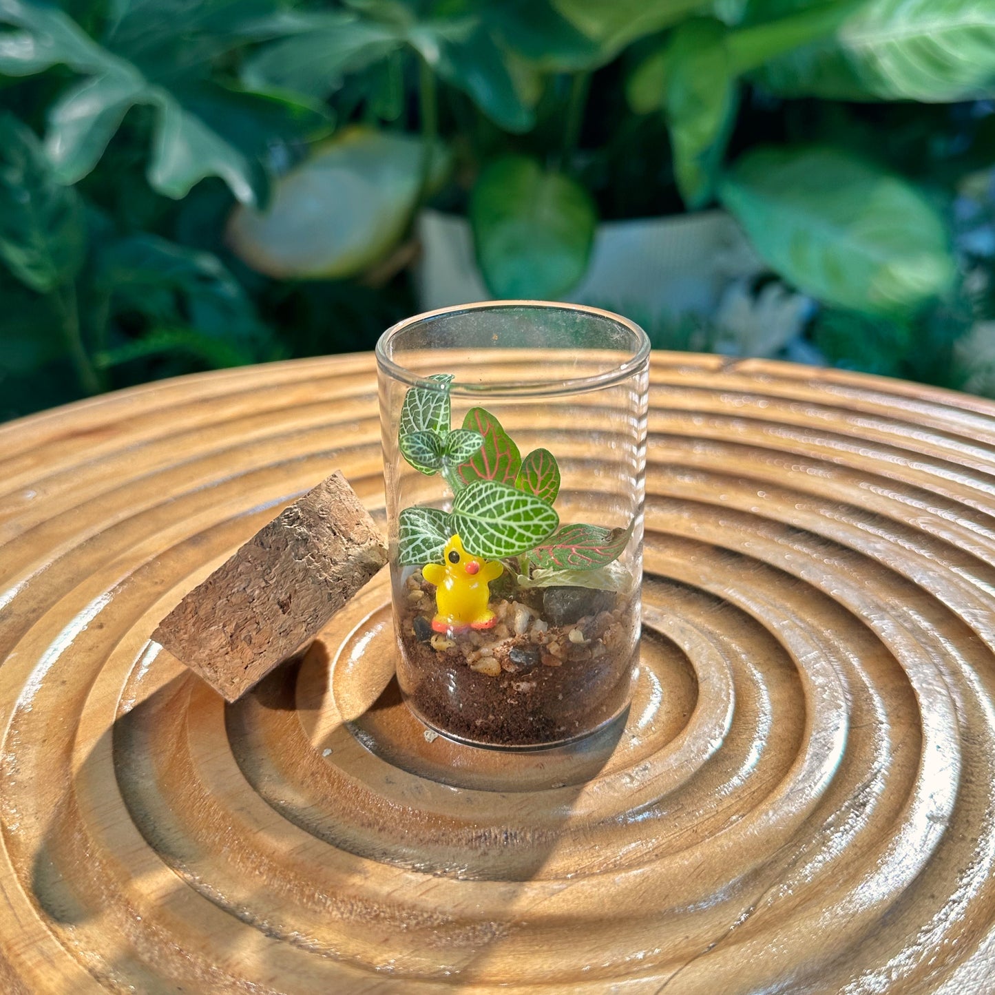 Fittonia in Tall Covered Cylindrical Glass (S)
