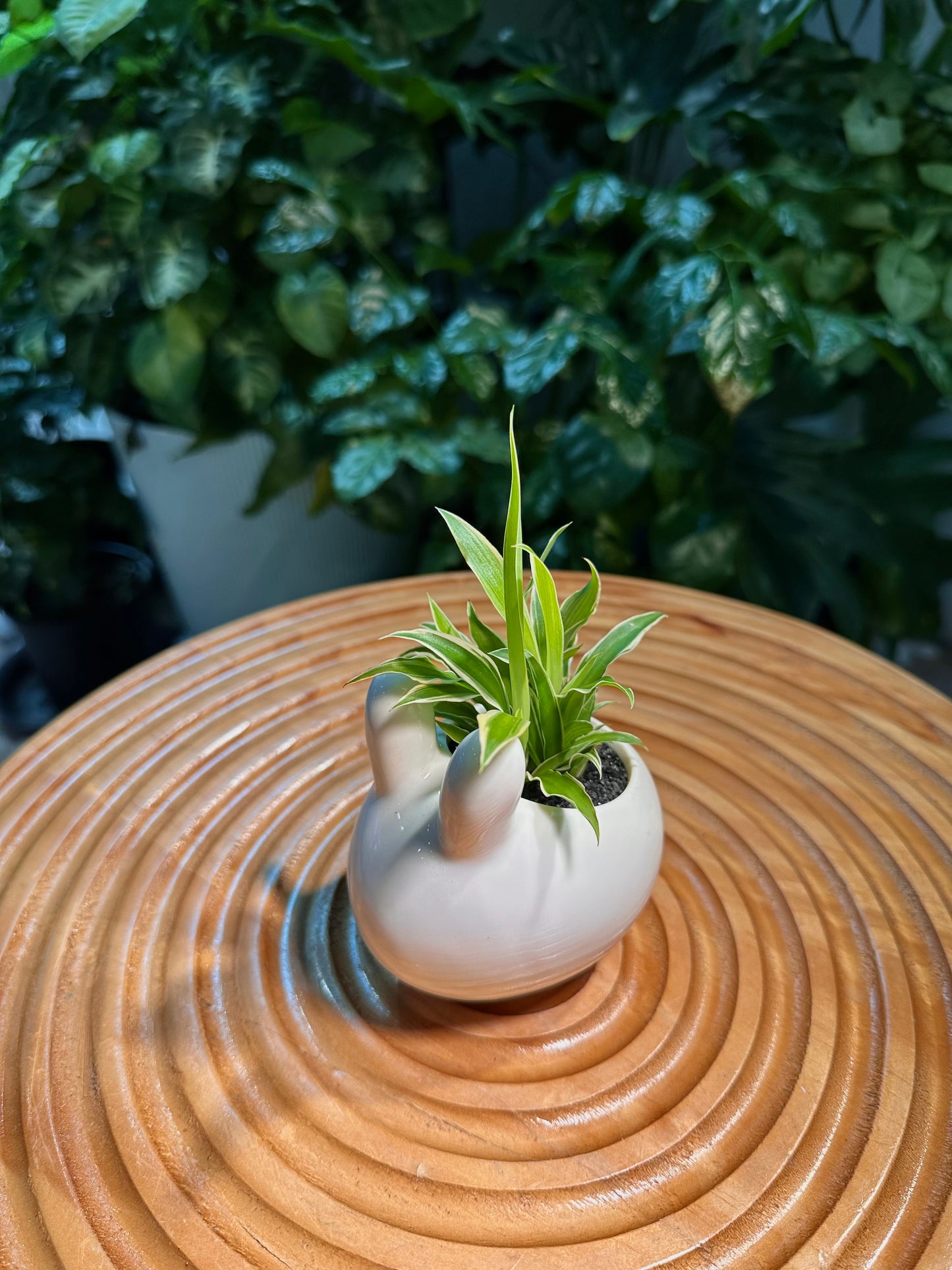 Chlorophytum Comosun in Rabbit Designer Pot aka Spider Plant