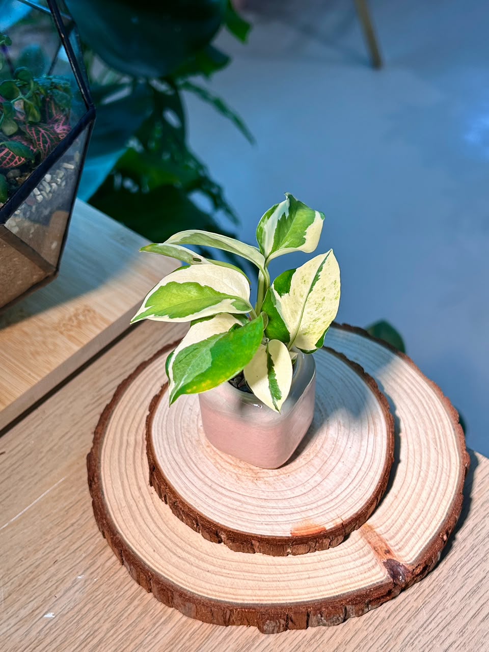 Pothos Njoy (็ปฟ่) Epipremnum Aureum โNโJoyโ in Textured Glazed Ceramic Pot
