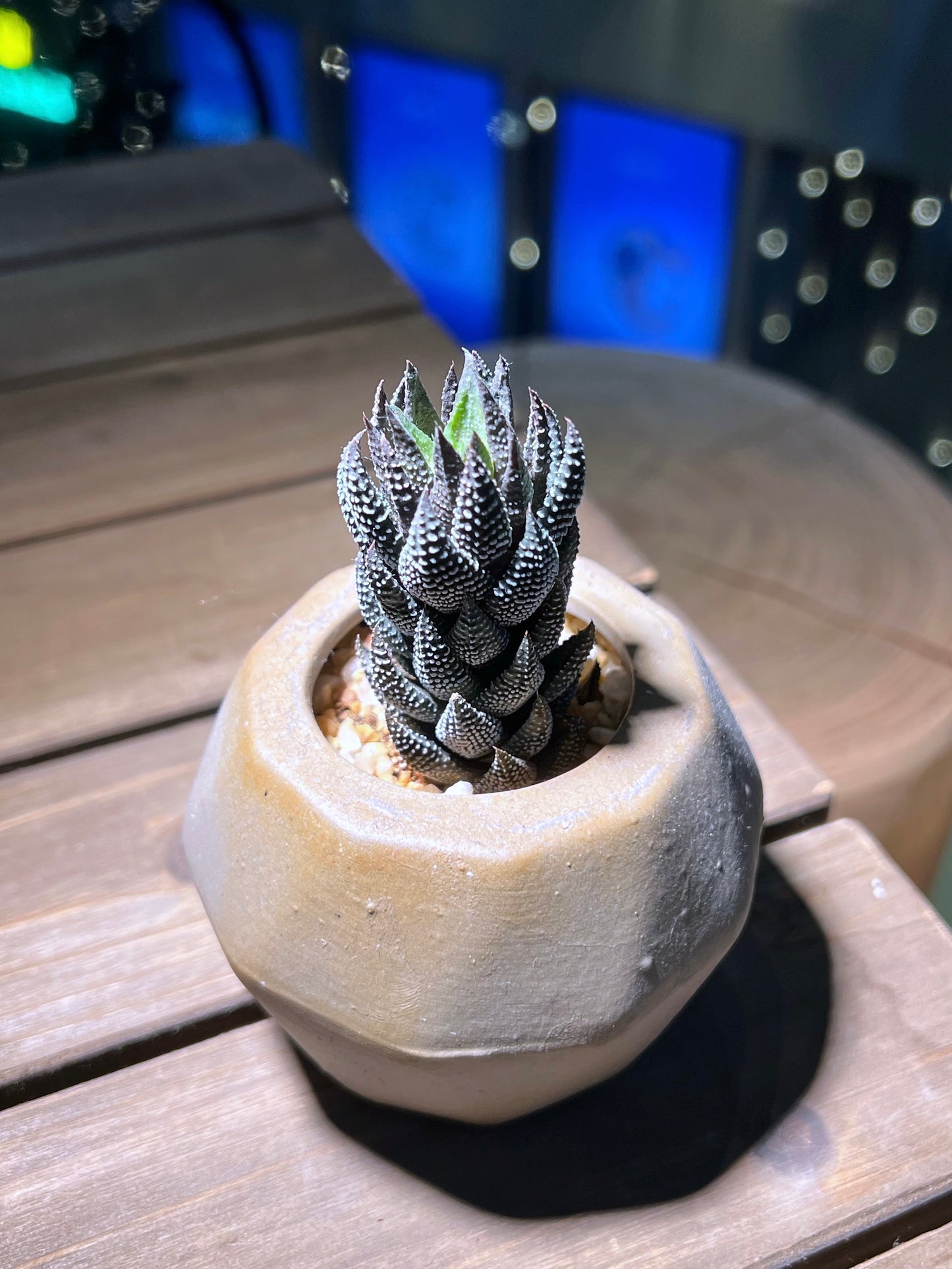 Haworthiopsis Reinwardtii in Light Brown Ceramic Pot