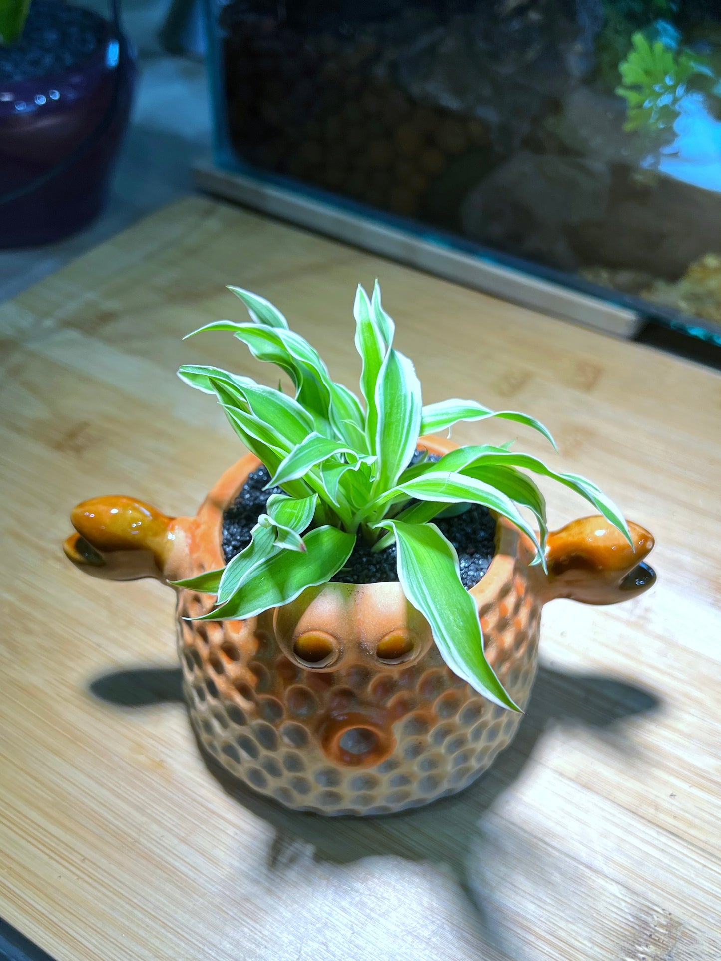 Spider Plant in Hard Shell 🦀 Ceramic Pot