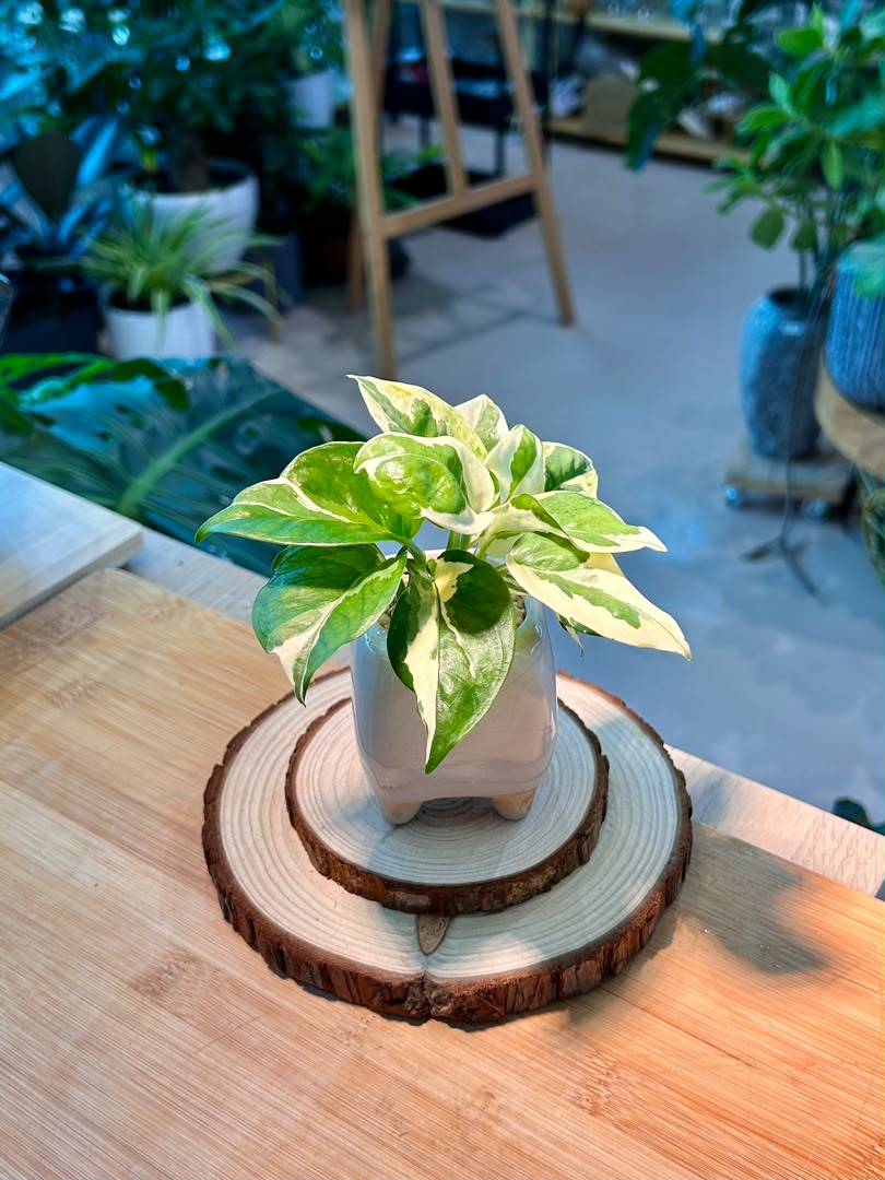 Pearls and Jade Pothos (Indoor Plant) in Ceramic Pot