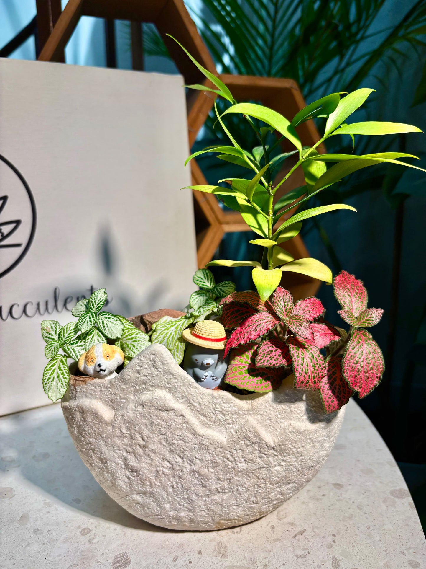 Fittonia & Nageina Nagi Arrangement in Adore Pot ☁️