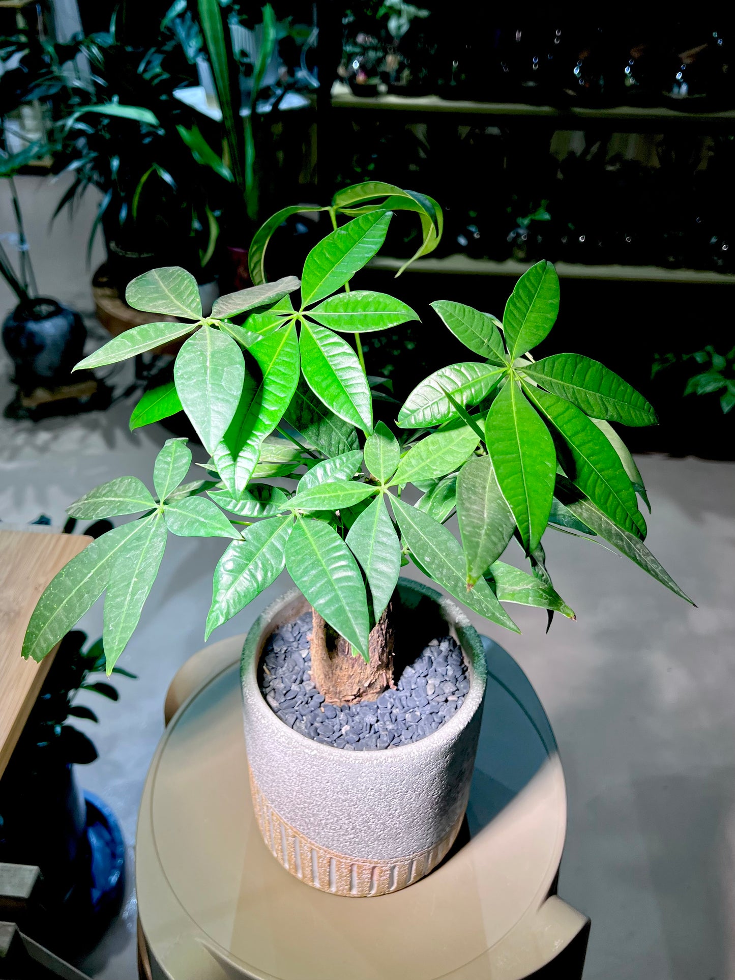 CNY Theme - Pachira in Matt Textured Designed Ceramic Pot