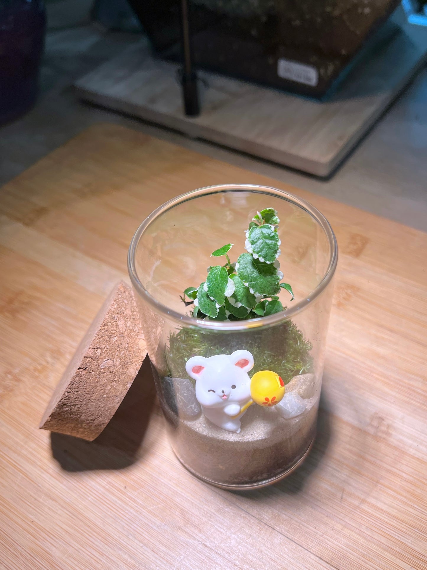 Ficus Pumila Variegated with Moss Arrangement in Tall Cylindrical Glass (L)