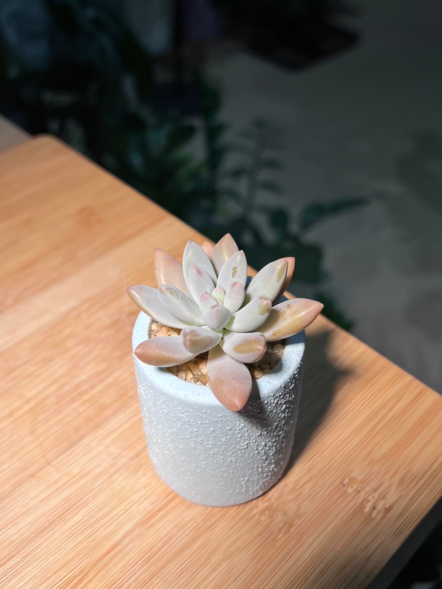 Pachyphytum in Light Blue Tall Cylindrical Pot