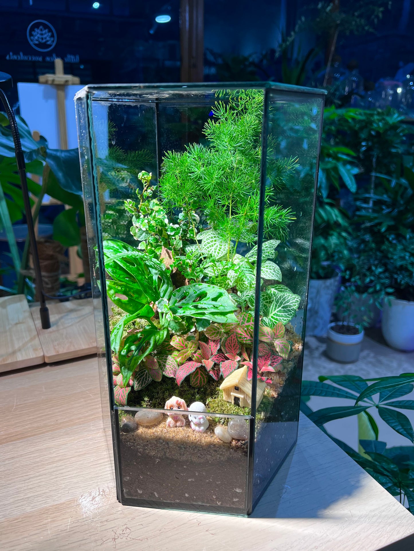 Indoor Plant Terrarium in Hexagonal Tall Glass