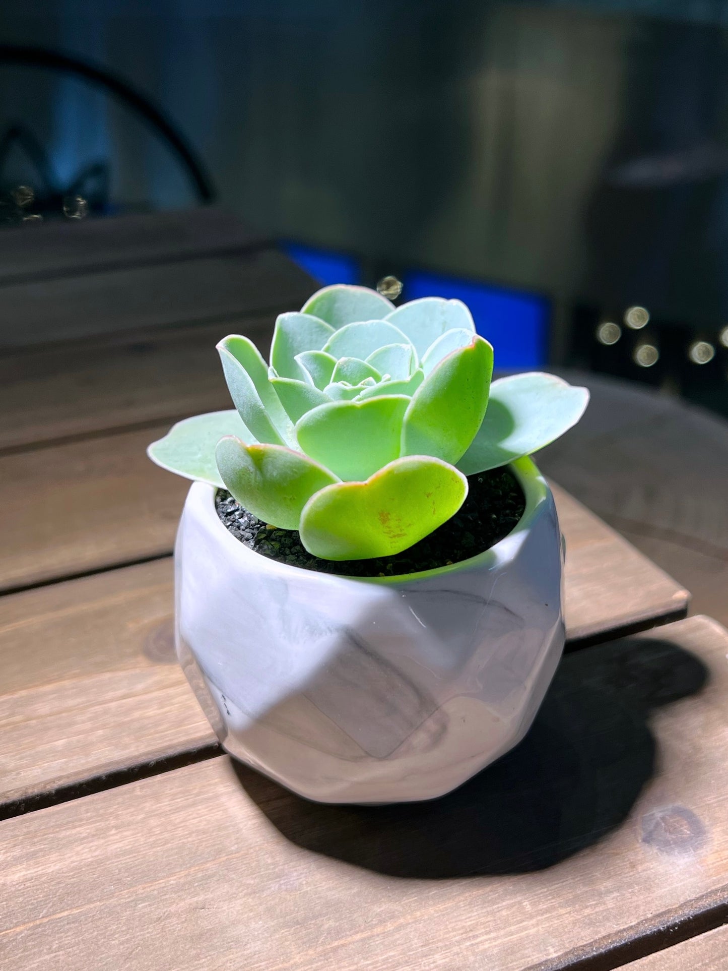 Mountain Rose in Marble Ceramic Pot