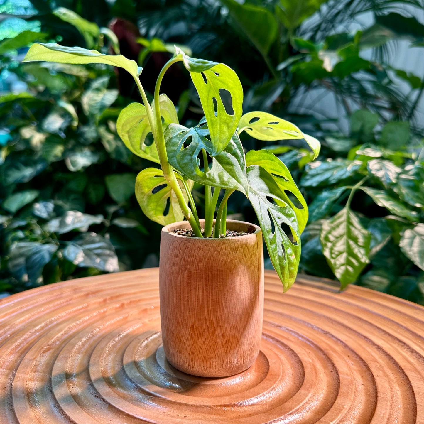 Monstera Adansonii in Bamboo Pot